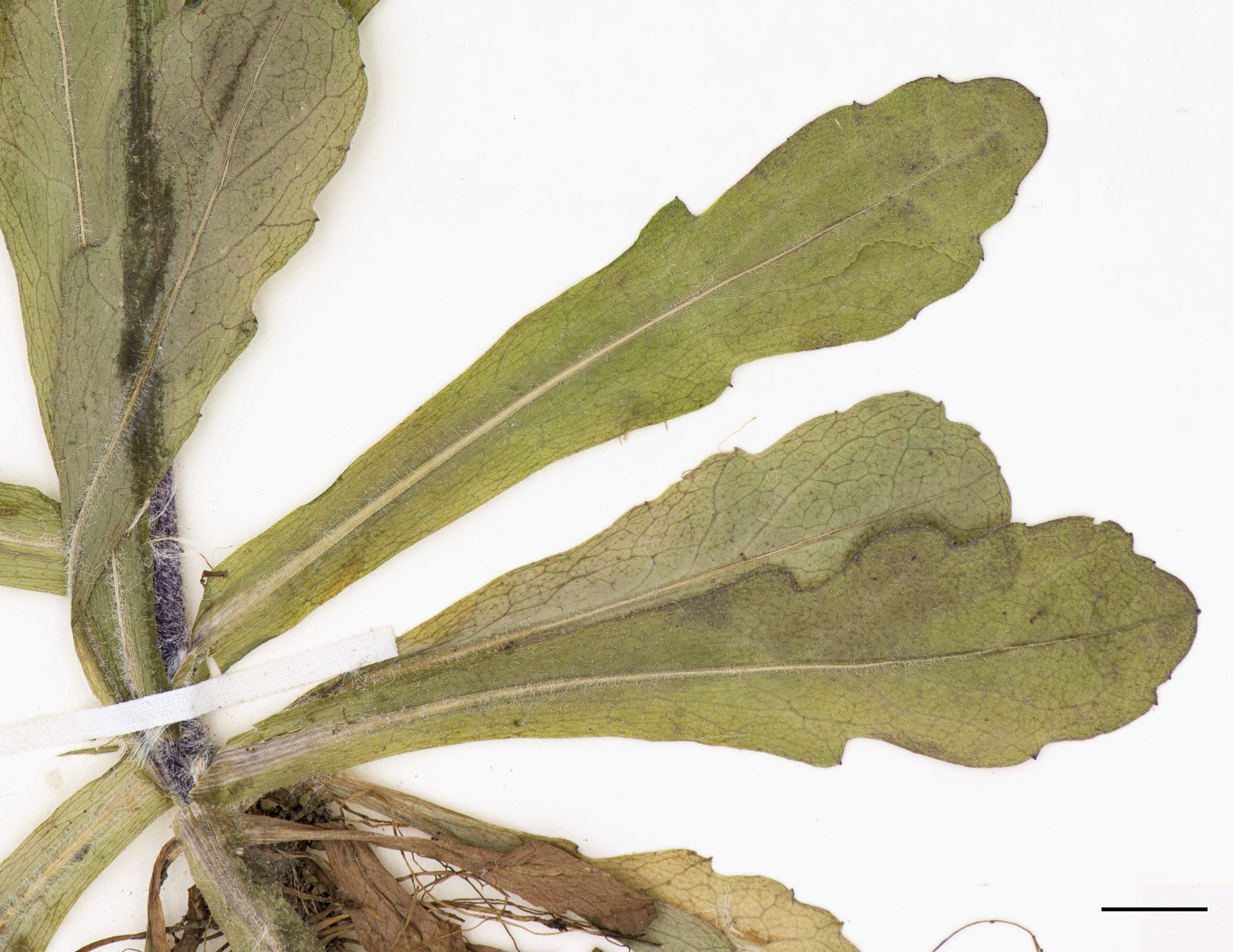 Feuilles allongées, spatulées au sommet et à base embrassante, nettement pubescentes.