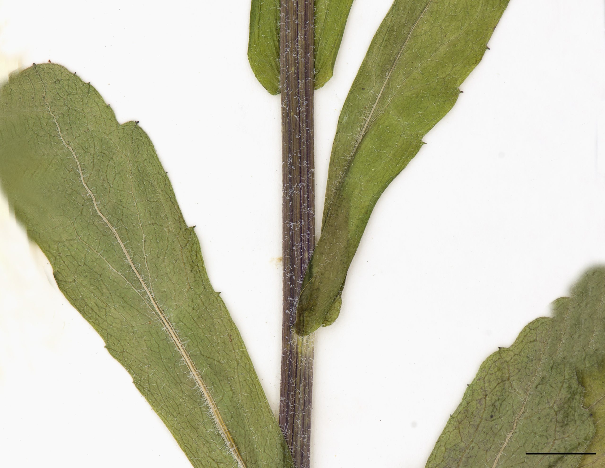 Tige légèrement anguleuse, nettement pubescente, poils doux.