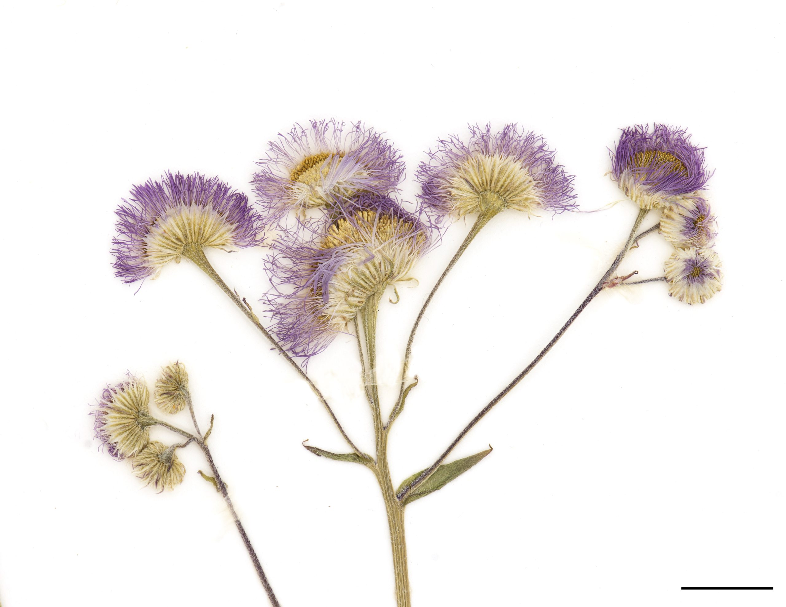 Fleurs tubulées jaune (celles au centre), rayons rosés ou parfois pourprés, rayons très nombreux, capitules groupés au sommet des tiges.