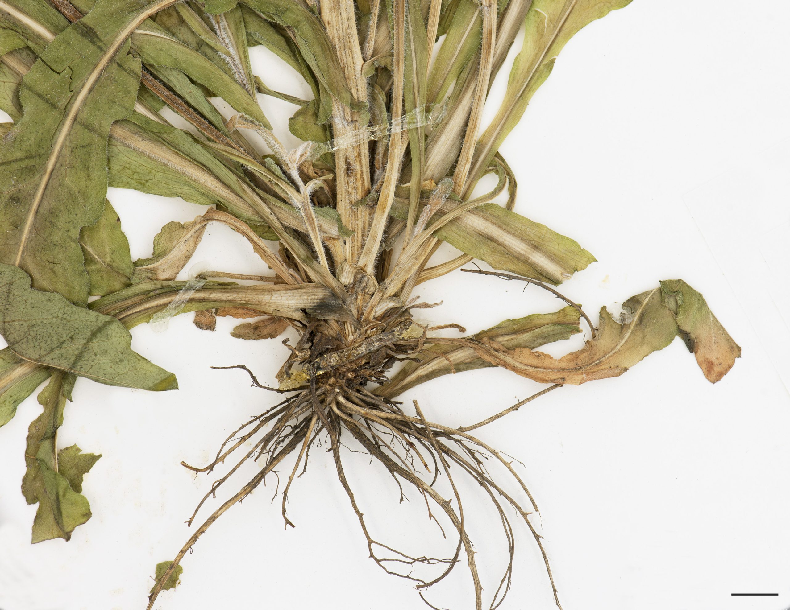 Racine pivotante courte et racines fasciculées.