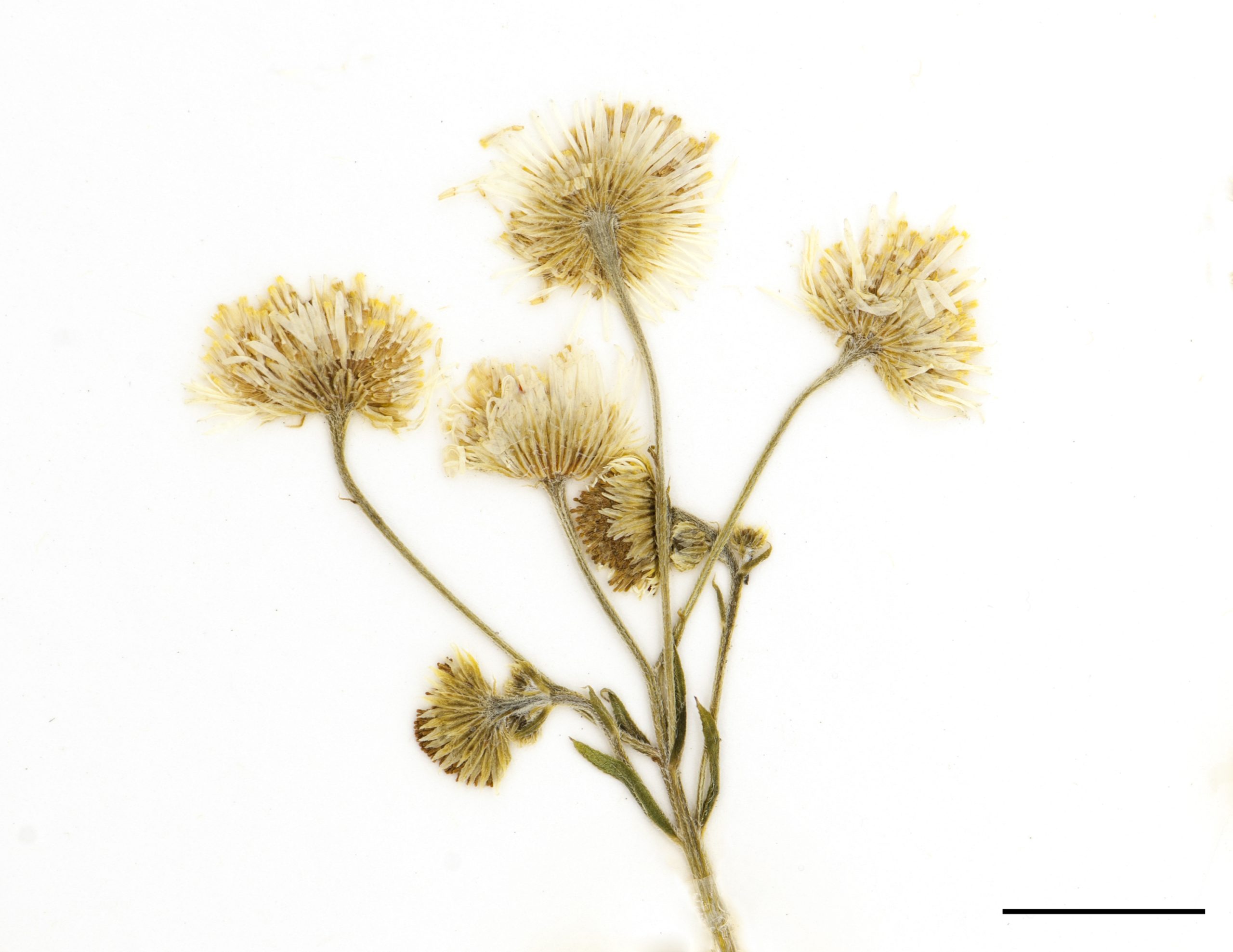 Fleurs tubulées jaune (celles au centre), rayons blancs parfois teintées de pourpre, capitules groupés au sommet des tiges.