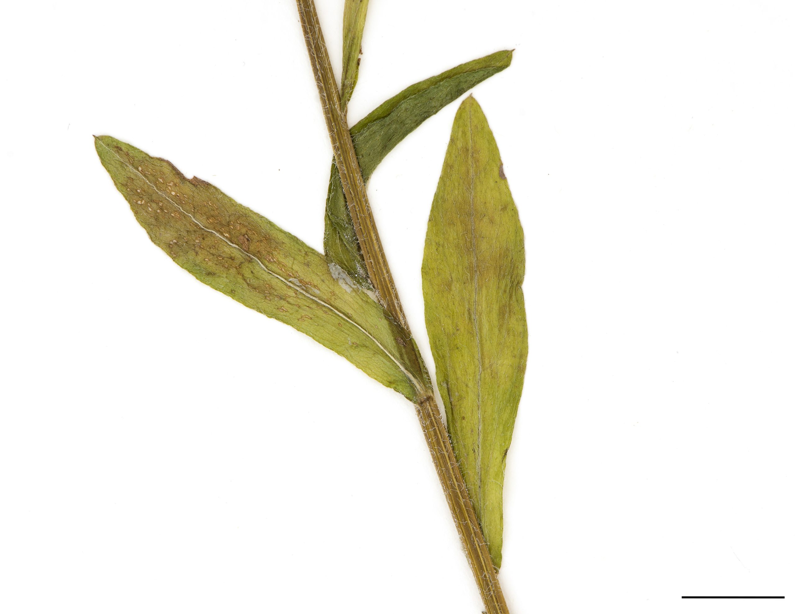 Feuilles lancéolées, les inférieures spatulées, presque toute entières ou avec quelques dents sur le bord du limbe, peu pubescentes, poils courts et rudes.