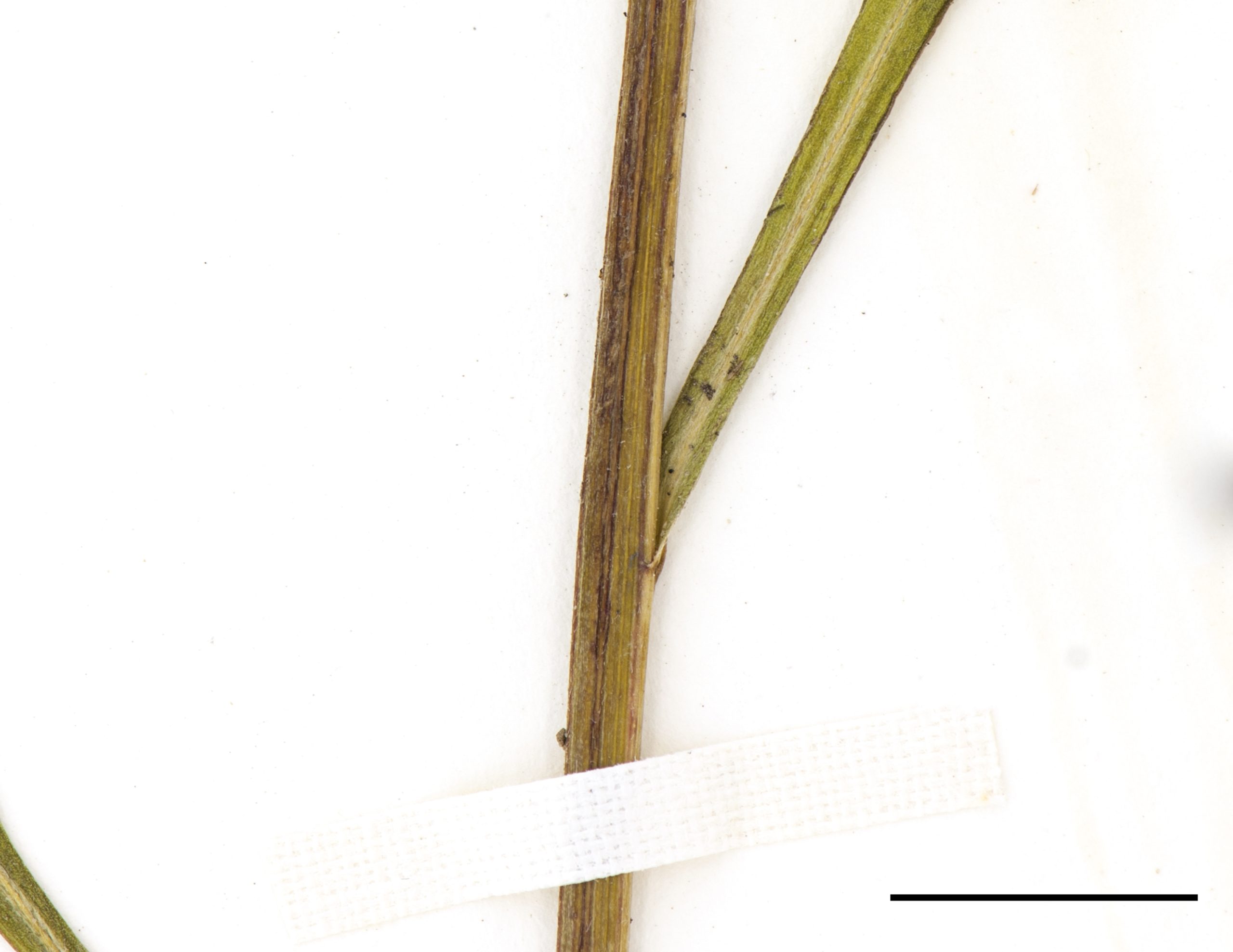 Tige légèrement anguleuse, glabre.