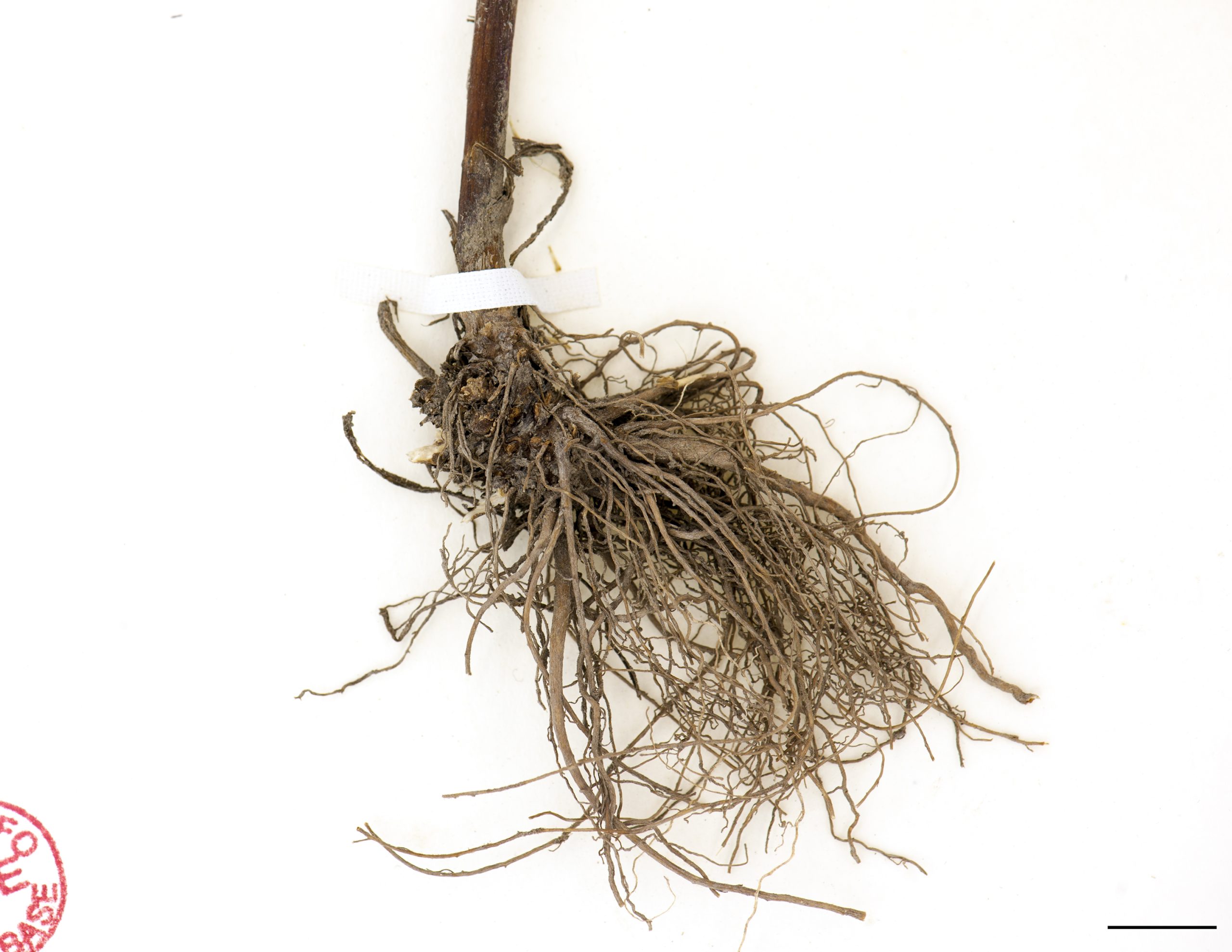 Racine pivotante courte et racines fasciculées.