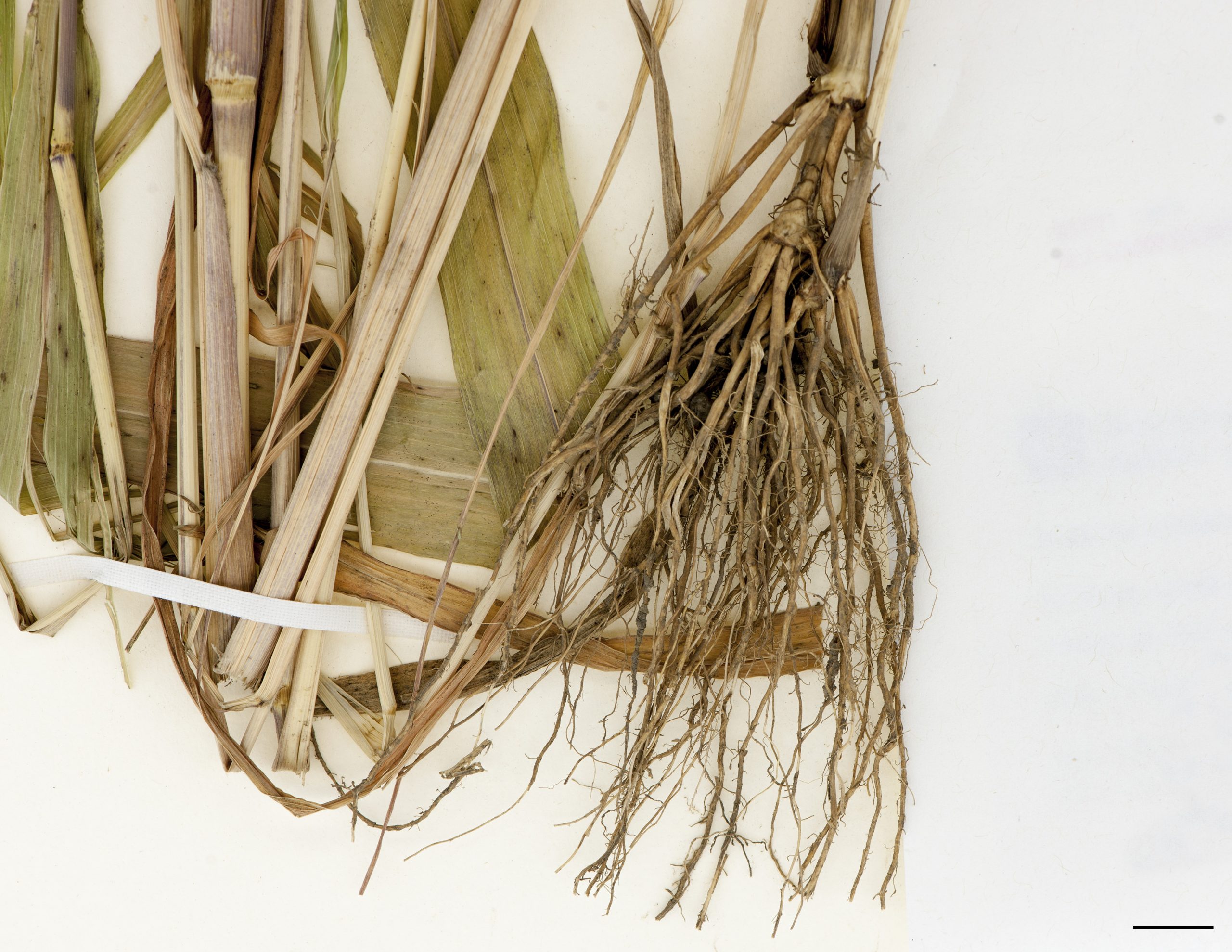 Racines fasciculées.