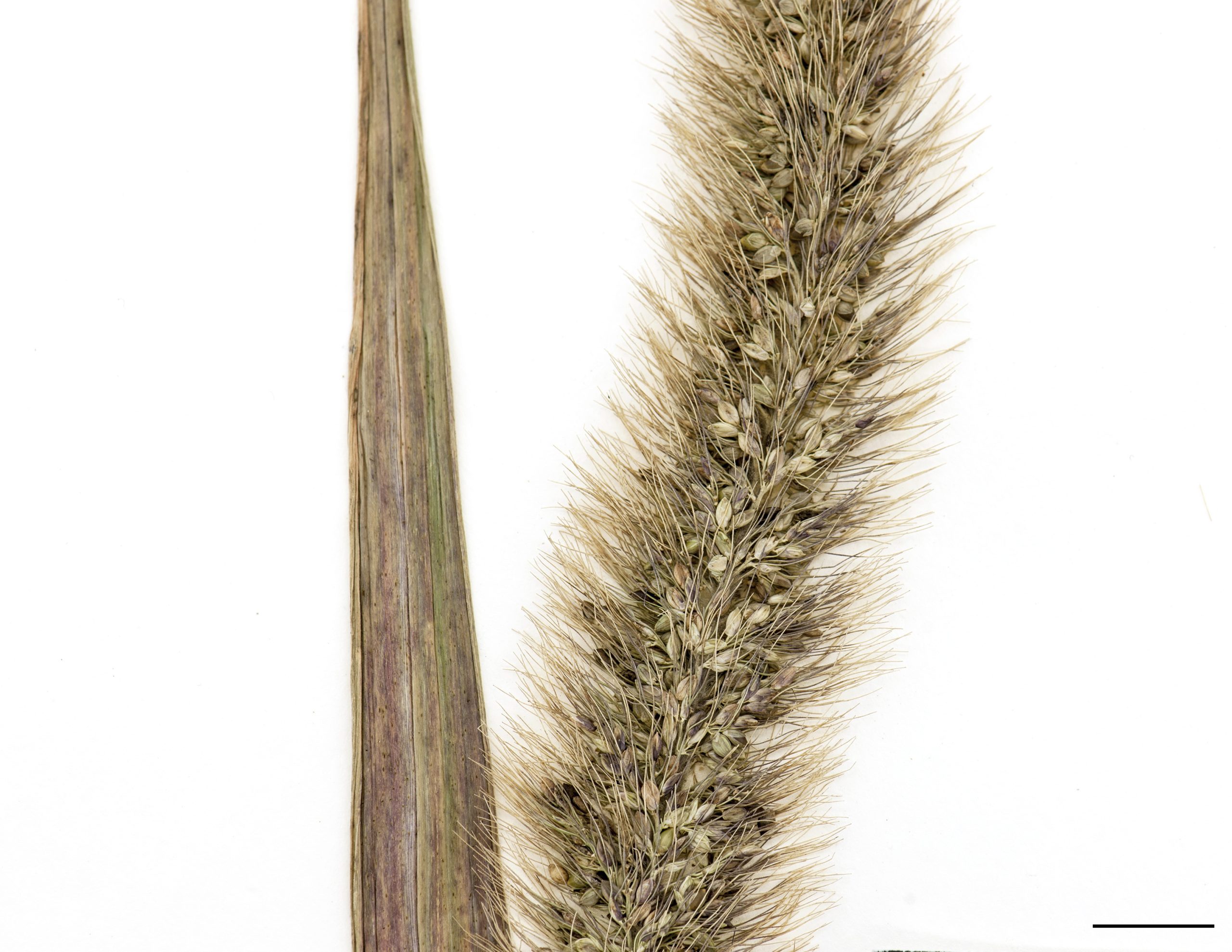 Épillets accompagnés de soies devenant rousses à maturité.