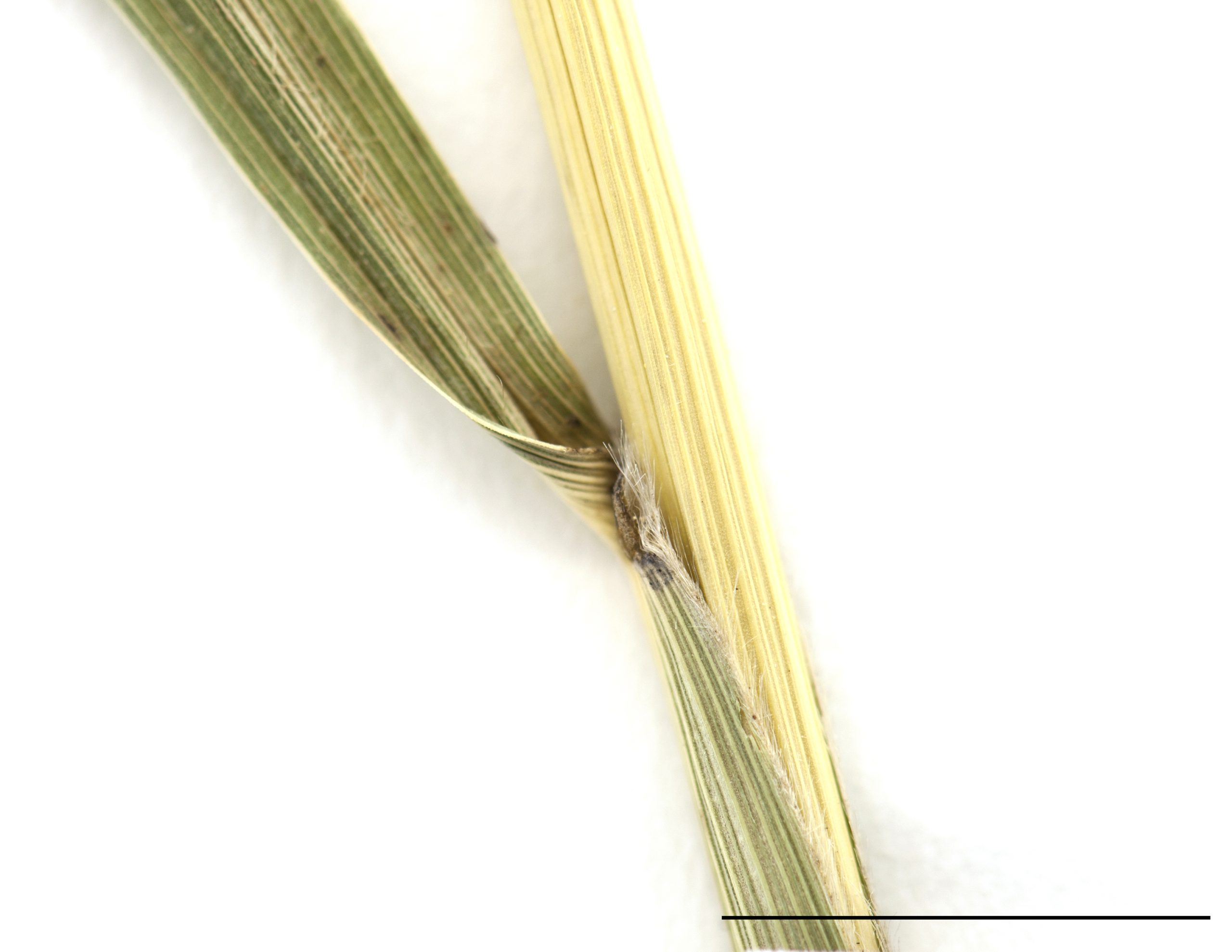 Ligule ciliée, base du limbe étroite.
