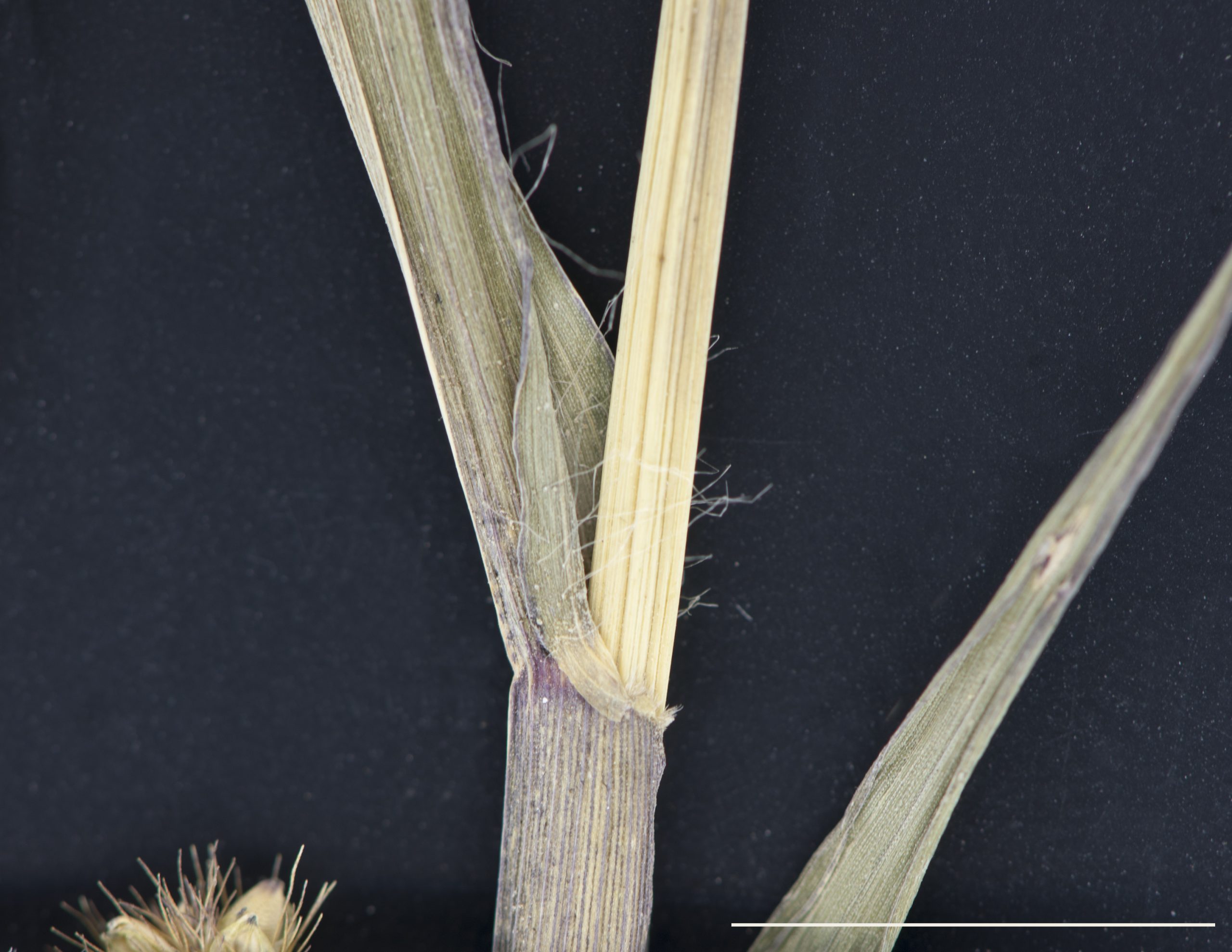 Présence de longs poils laineux à la base du limbe.