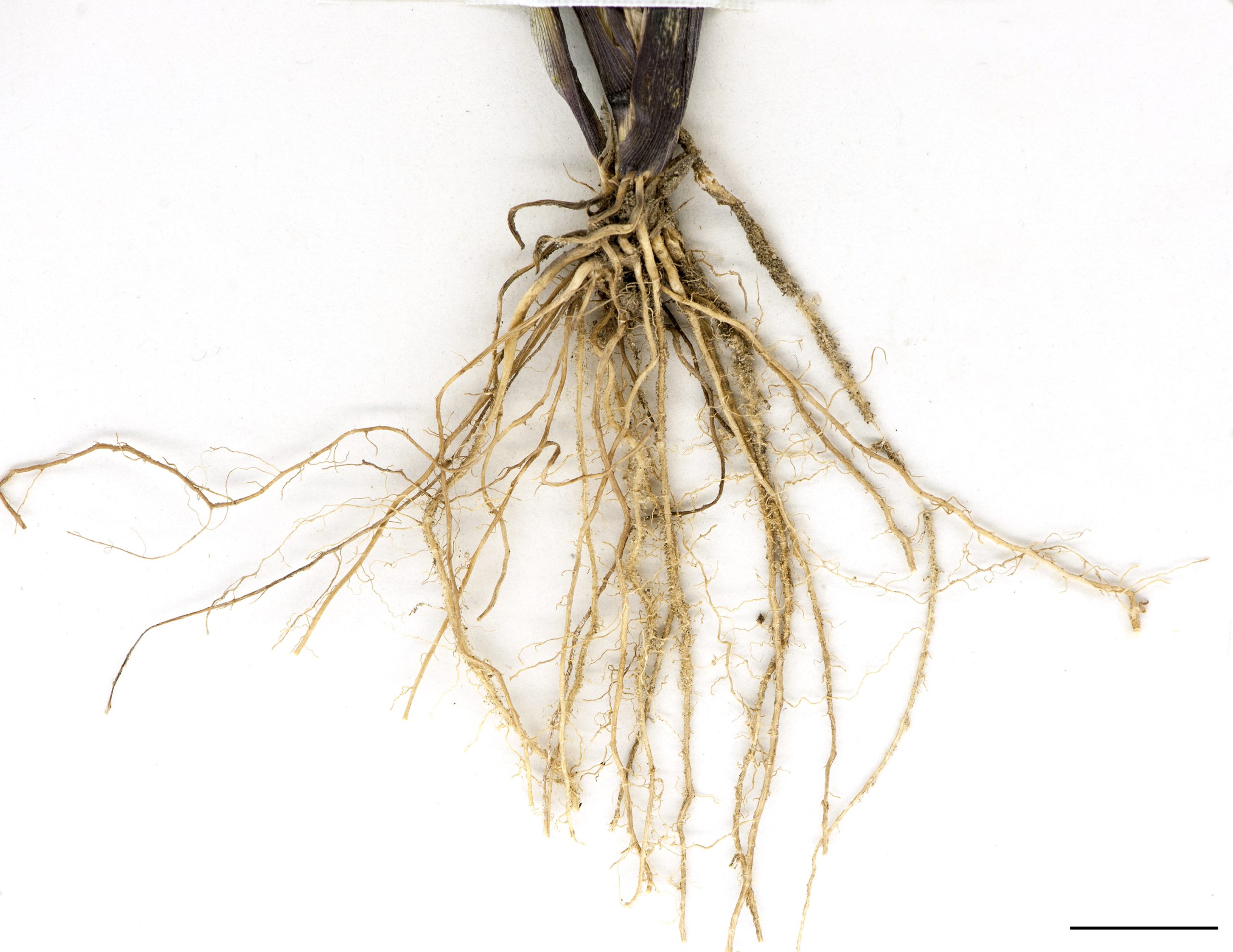 Racines fasciculées.