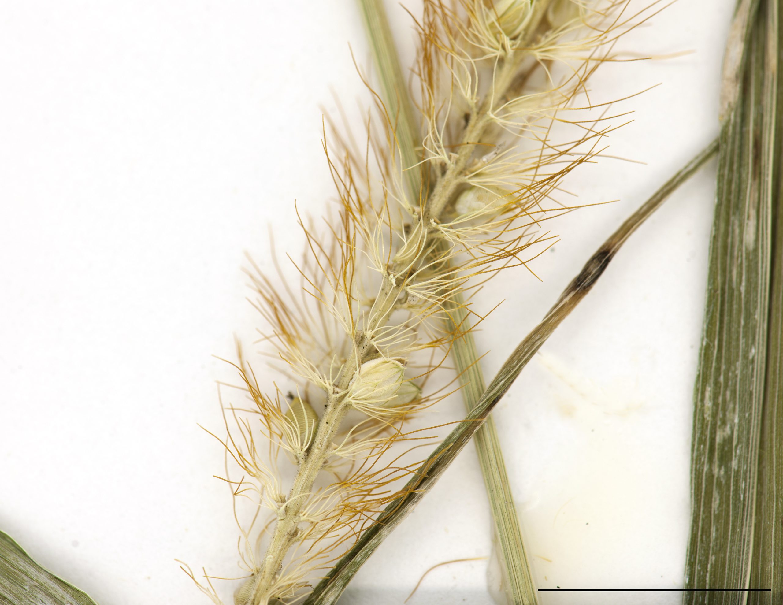 Soies jaune et orangés à la base des épillets.