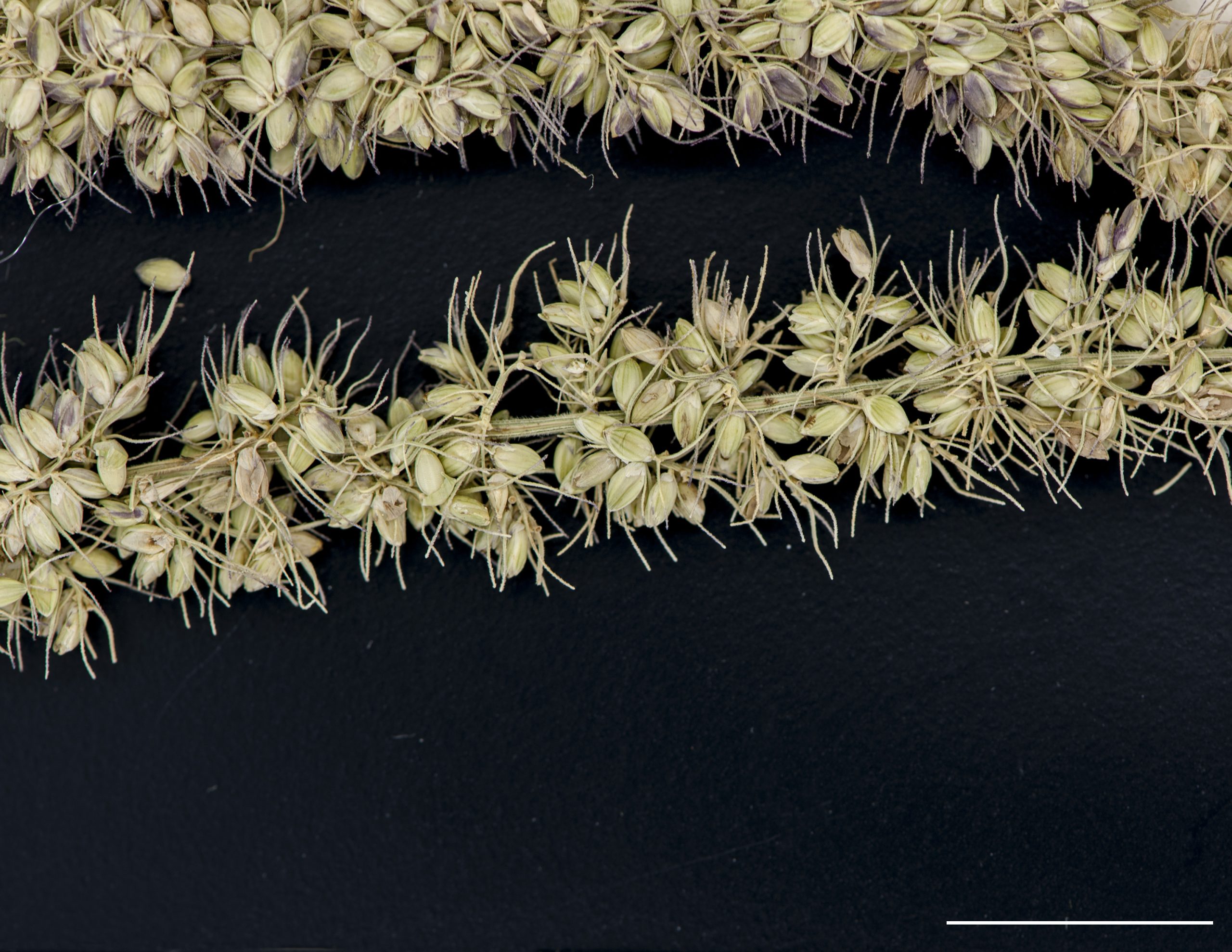 Épillets accompagnés de soies portant des dents dirigées vers le bas.