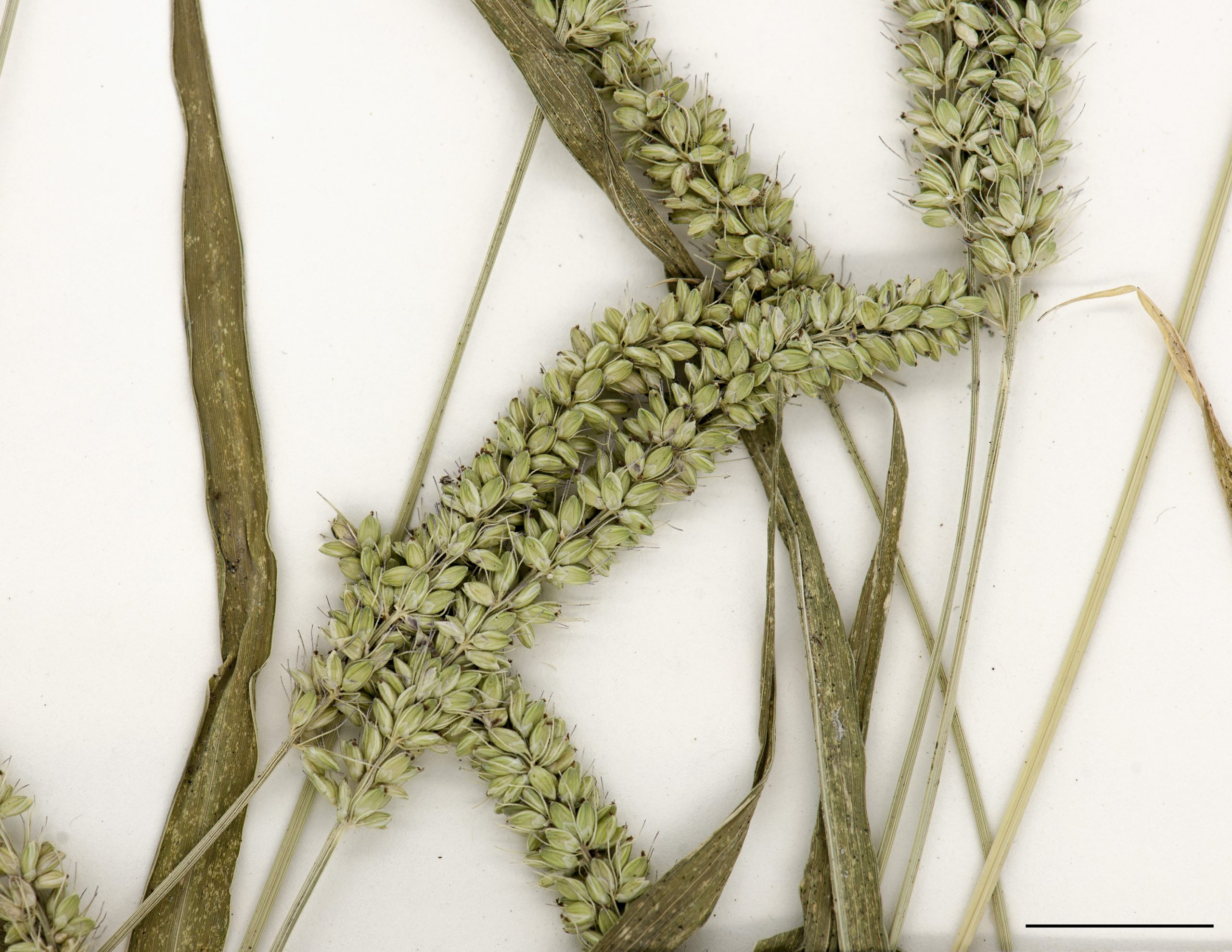 Inflorescence, panicules (faux-épi) souvent emmêlées.