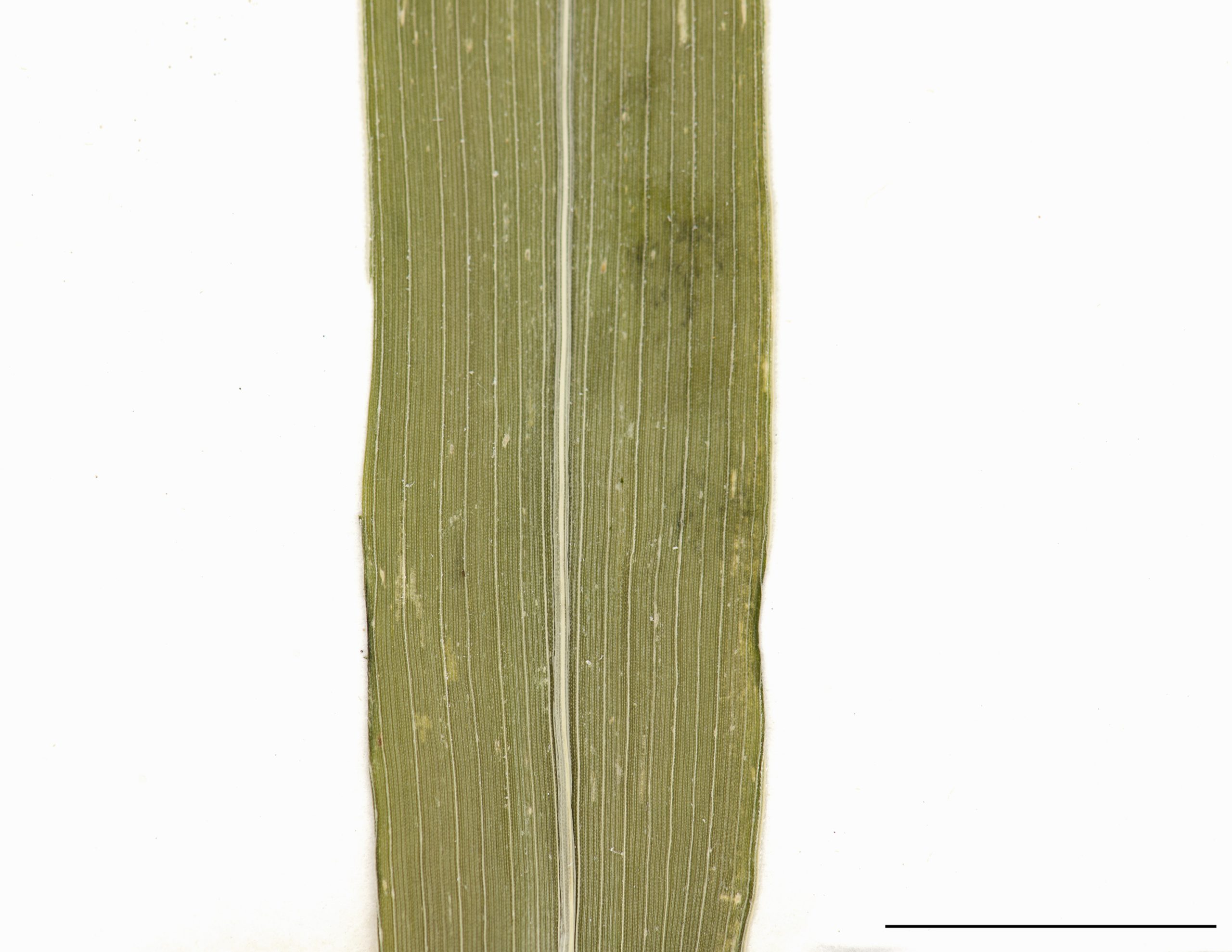 Limbe pubescent, poils courts.