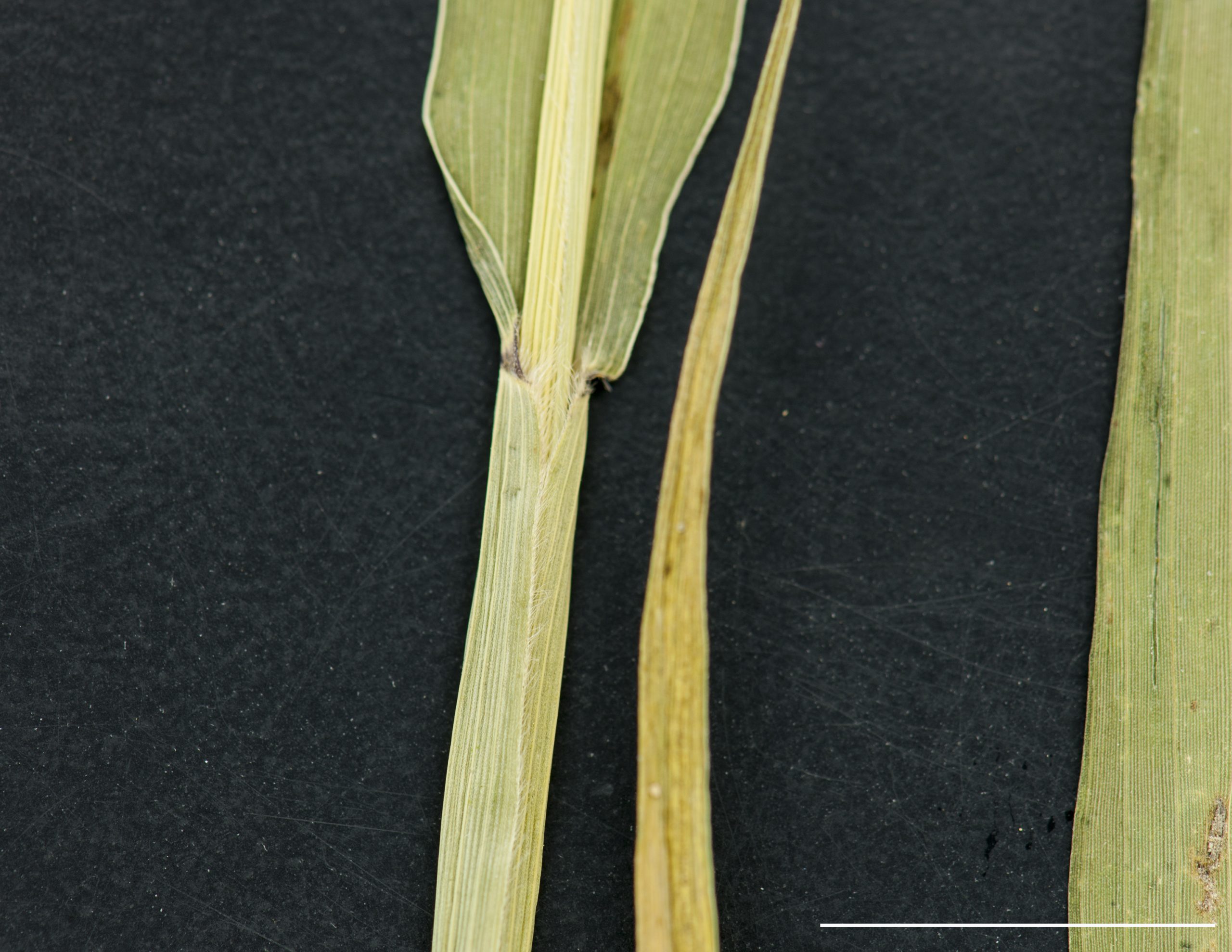 Ligule et marge de la gaine ciliée.