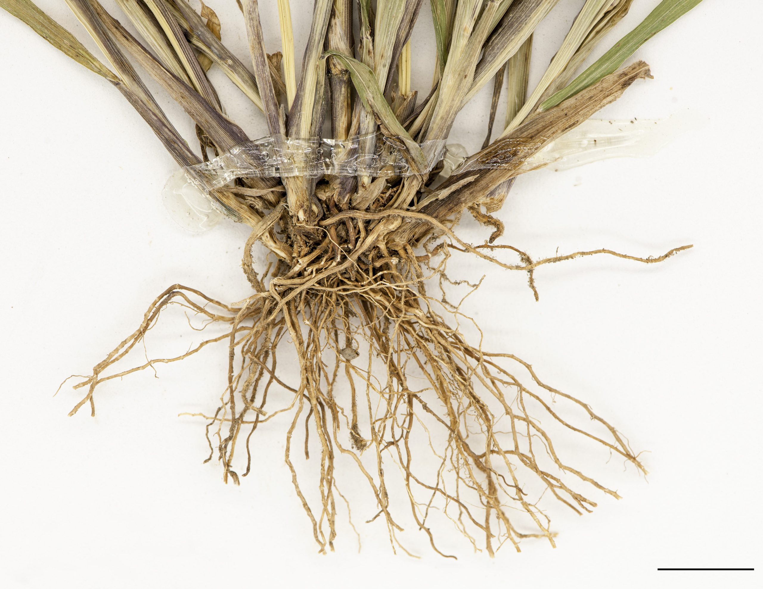 Racines fasciculées.