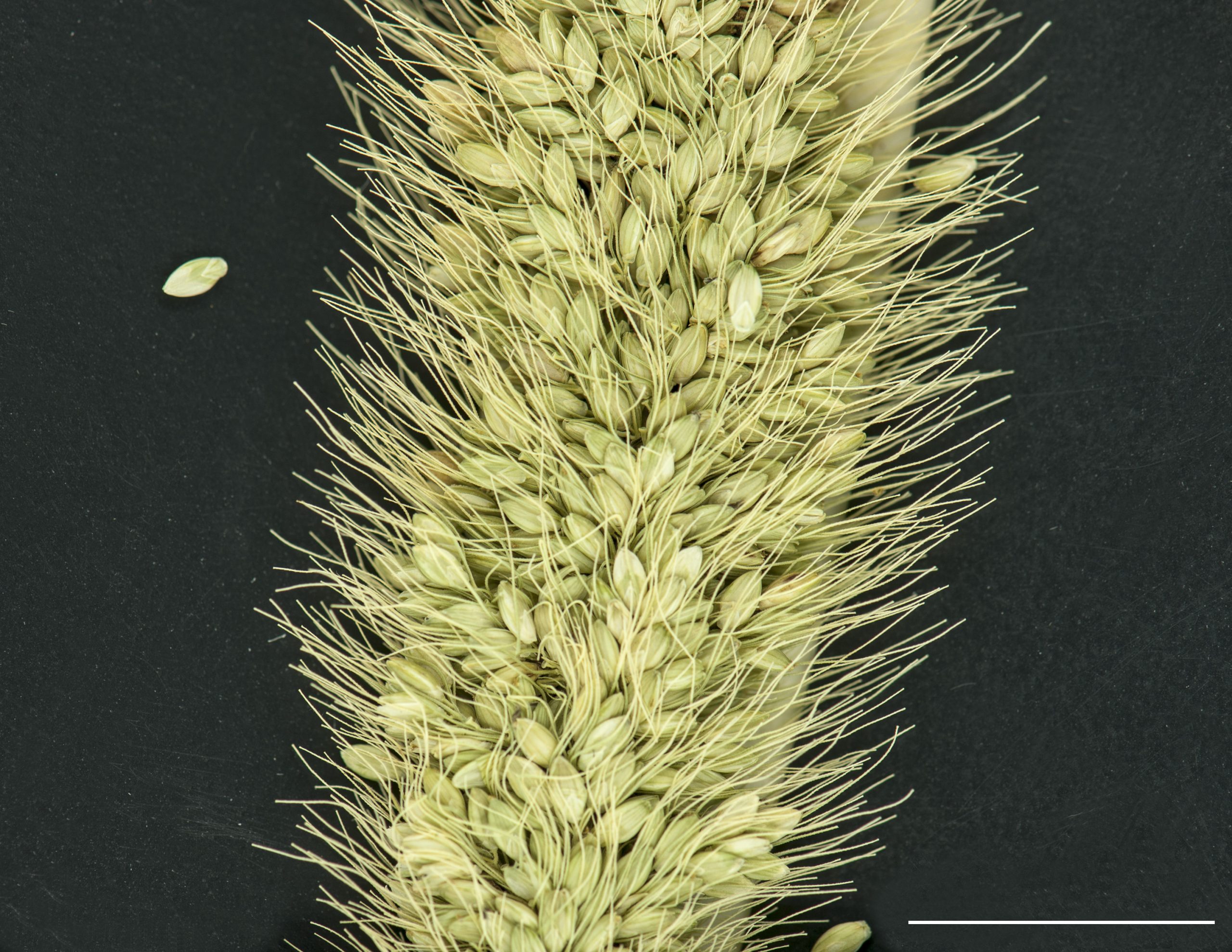 Section d'une panicule (faux-épi).