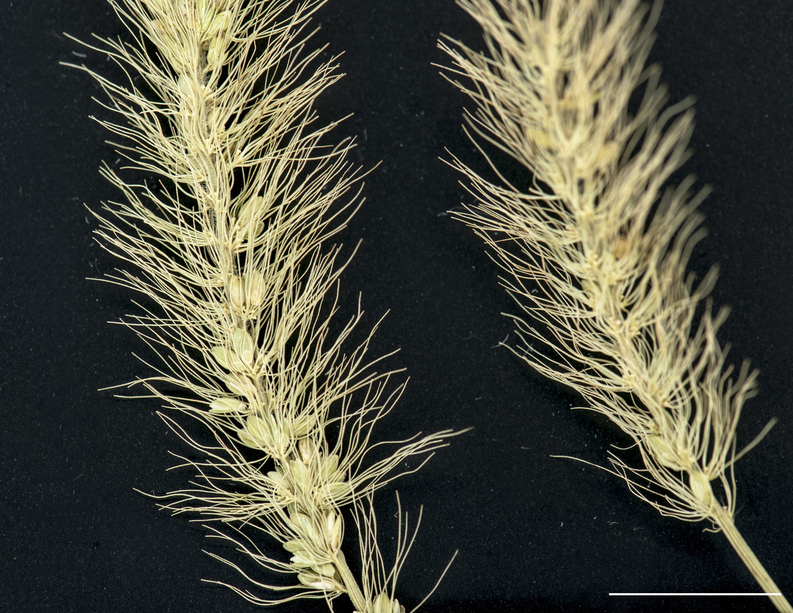 Soies accompagnant les épillets.