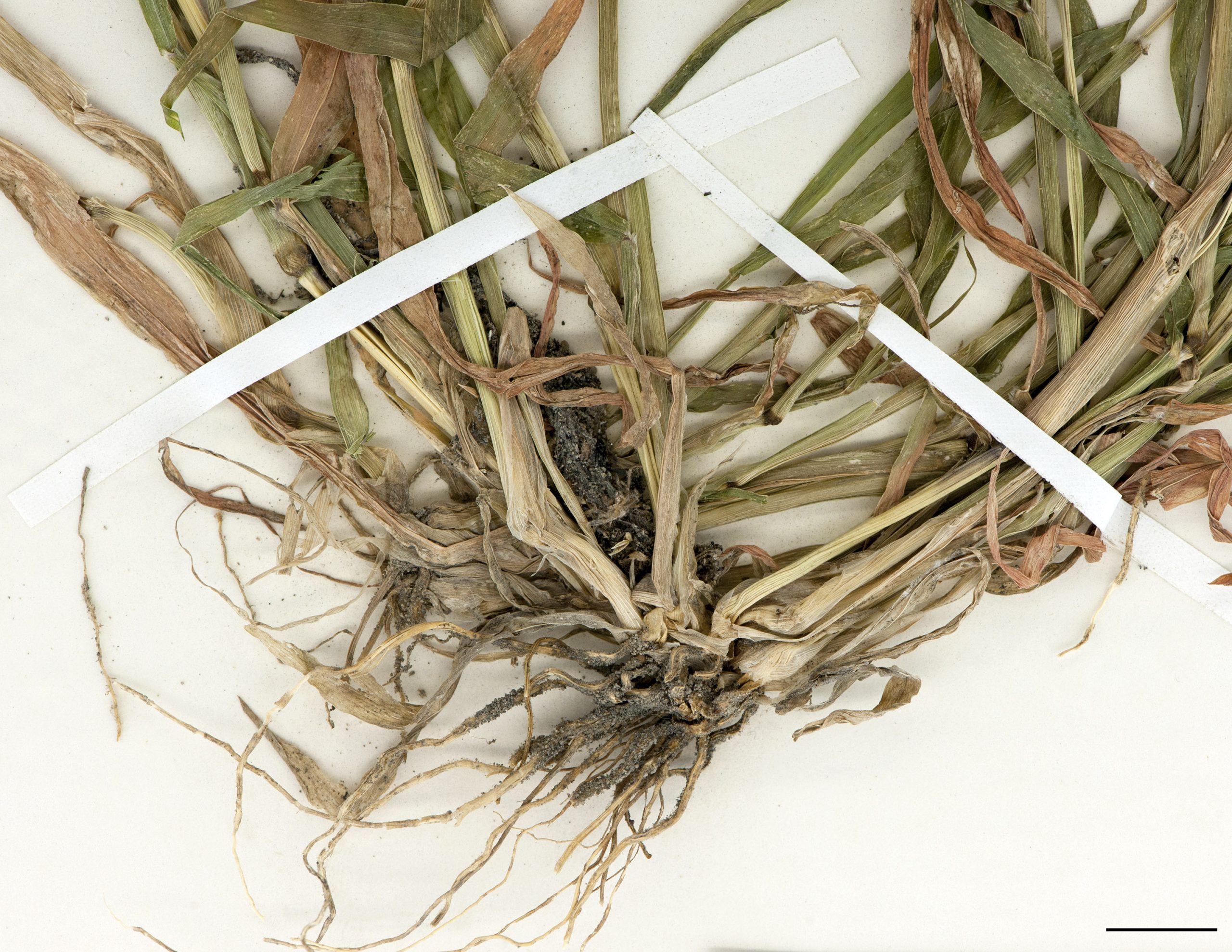 Racines fasciculées.