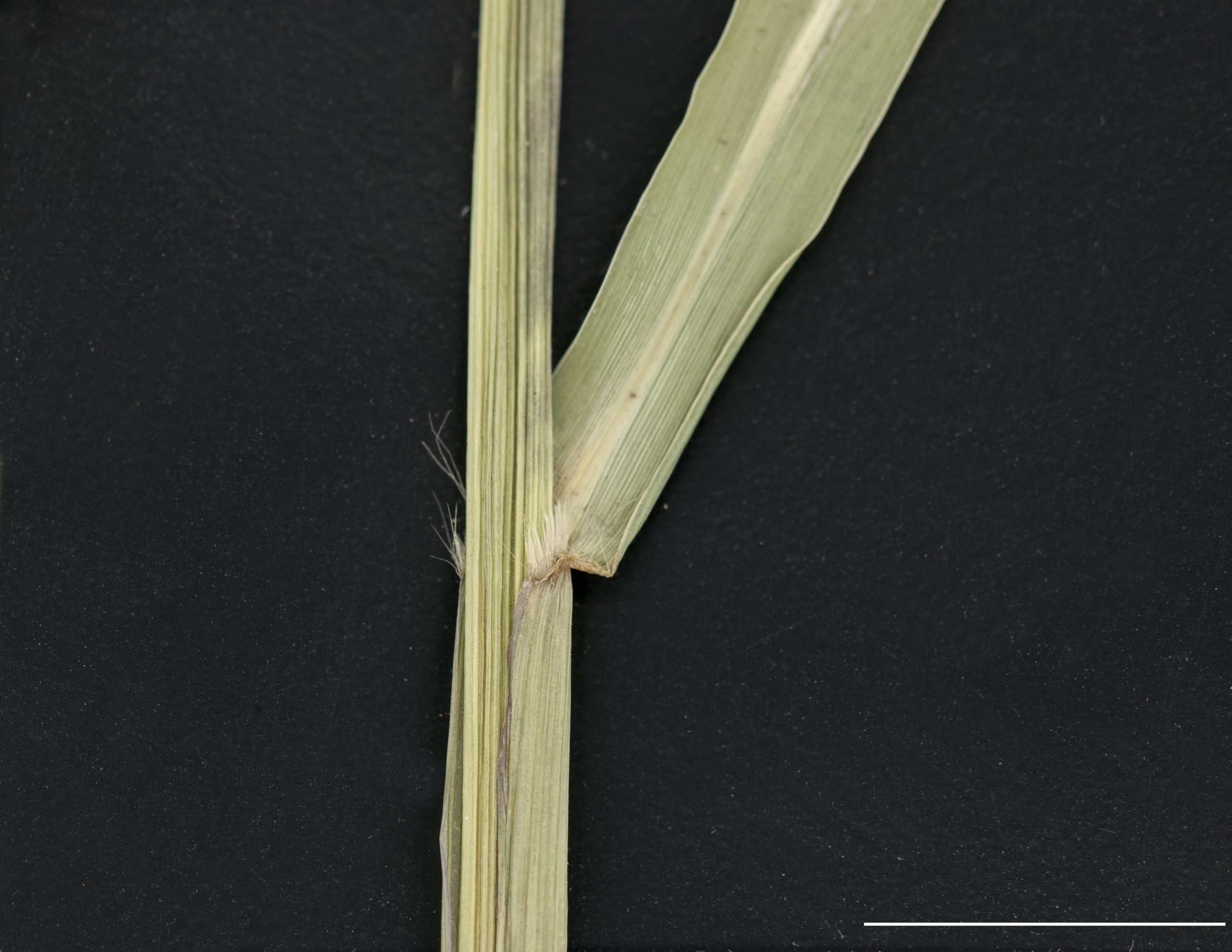 Ligule ciliée, présence de cils au collet