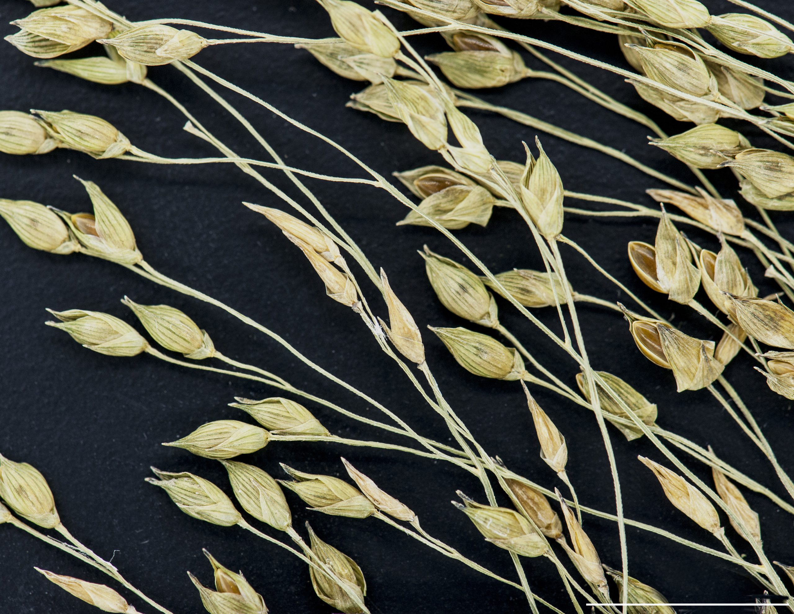 Épillet volumineux, plus de 3 mm de long