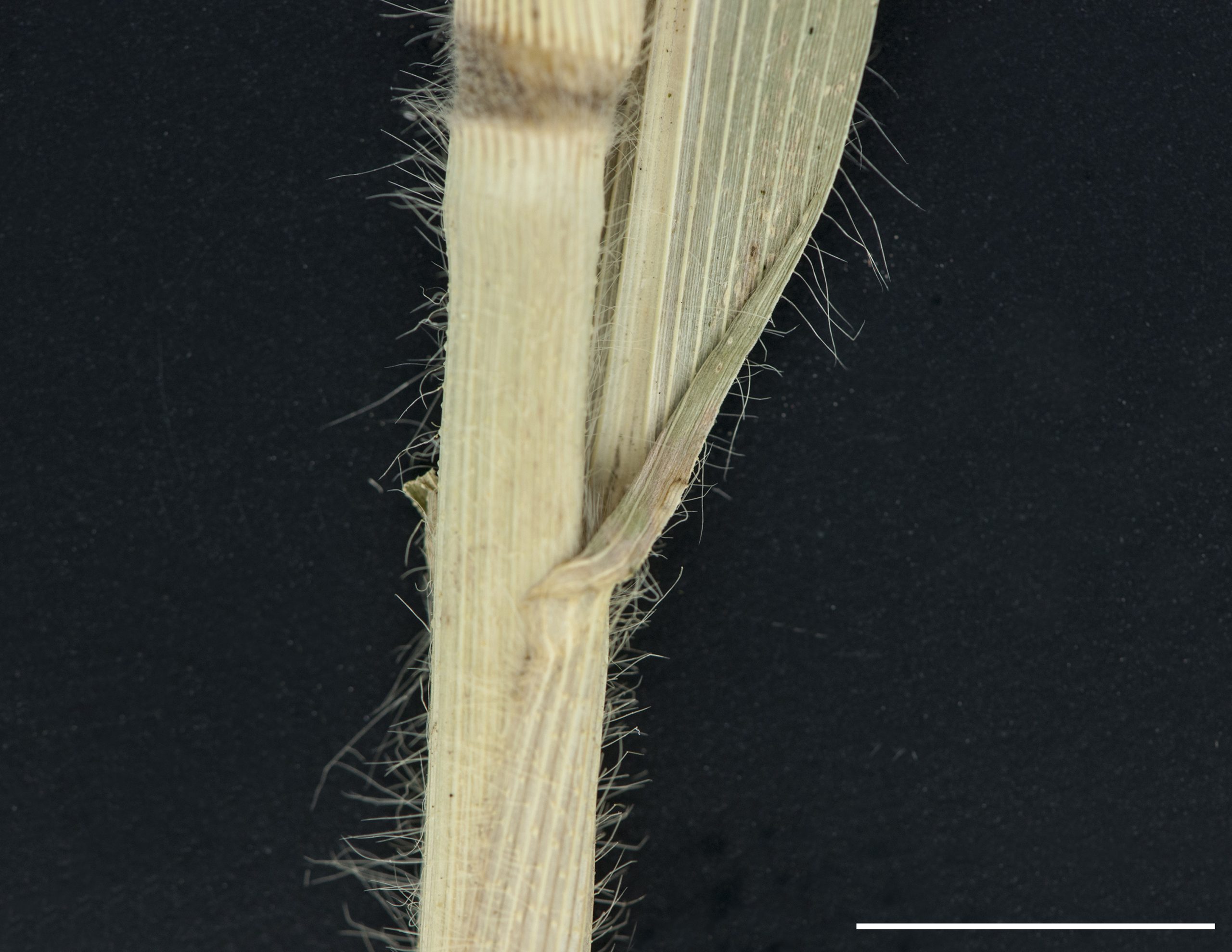 Gaine et limbe pubescents