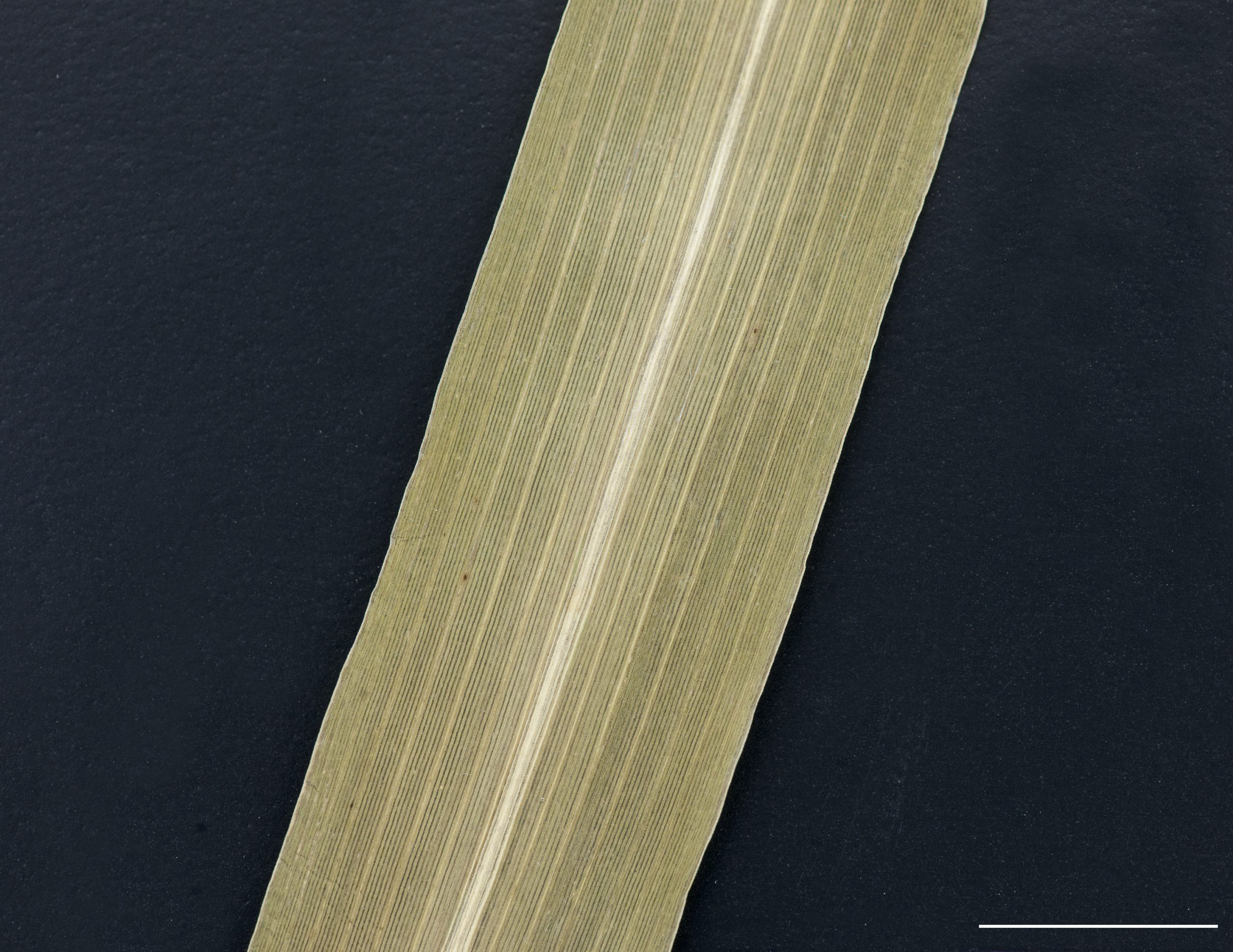 Face supérieure du limbe peu pubescent