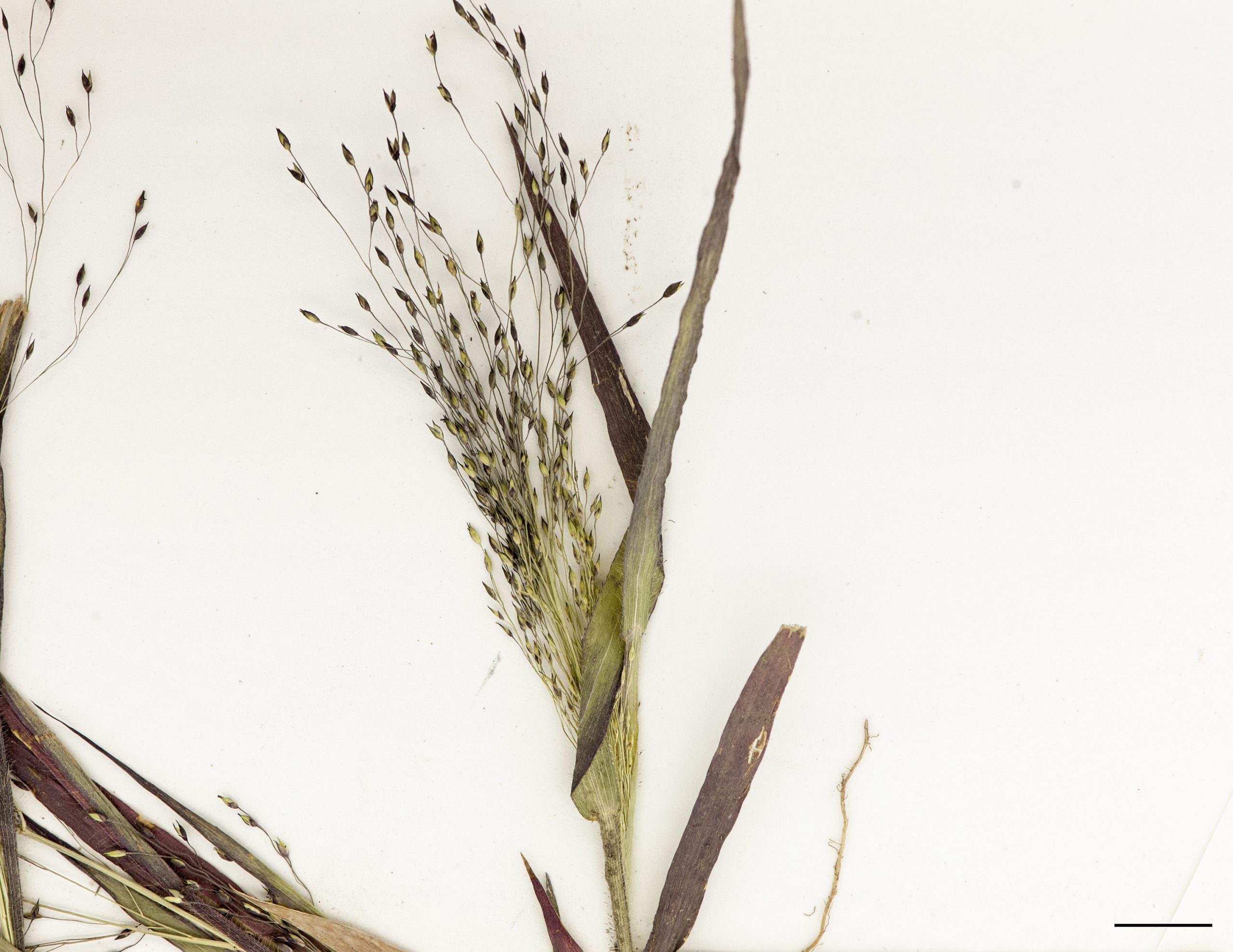 Inflorescence partiellement incluse dans la gaine