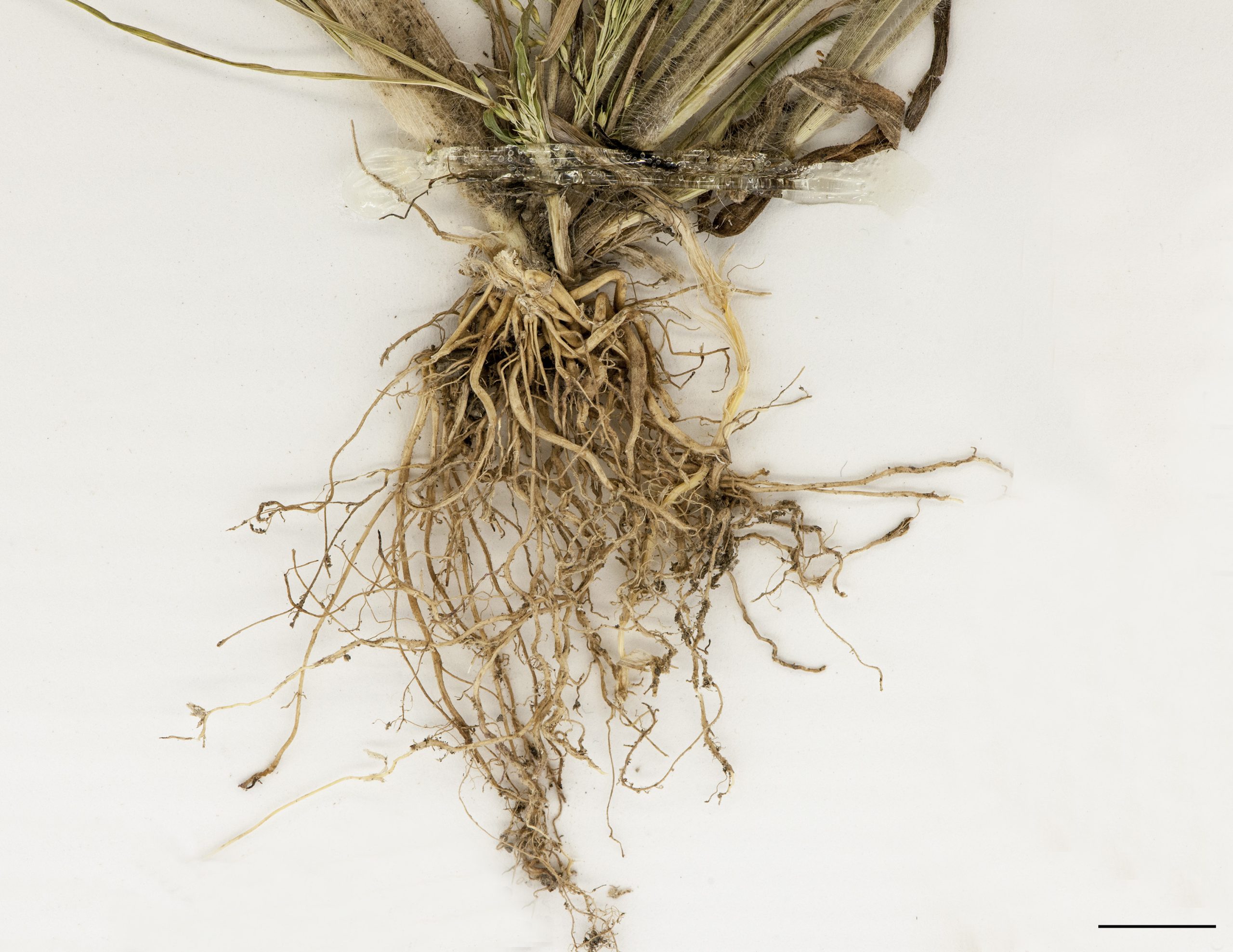 Racines fasciculées