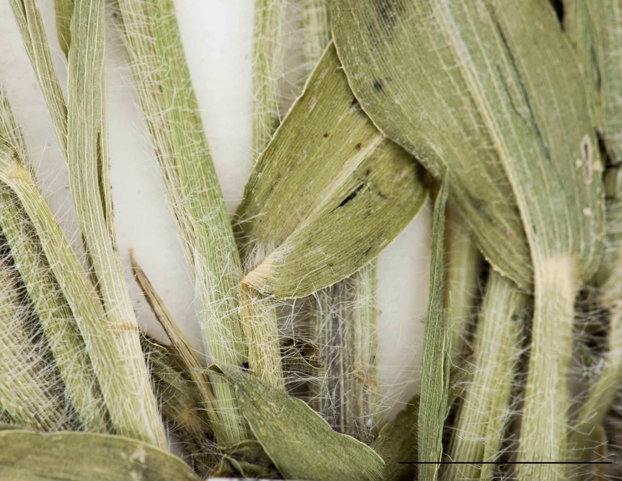 Ligule ciliée, gaines et limbes pubescents