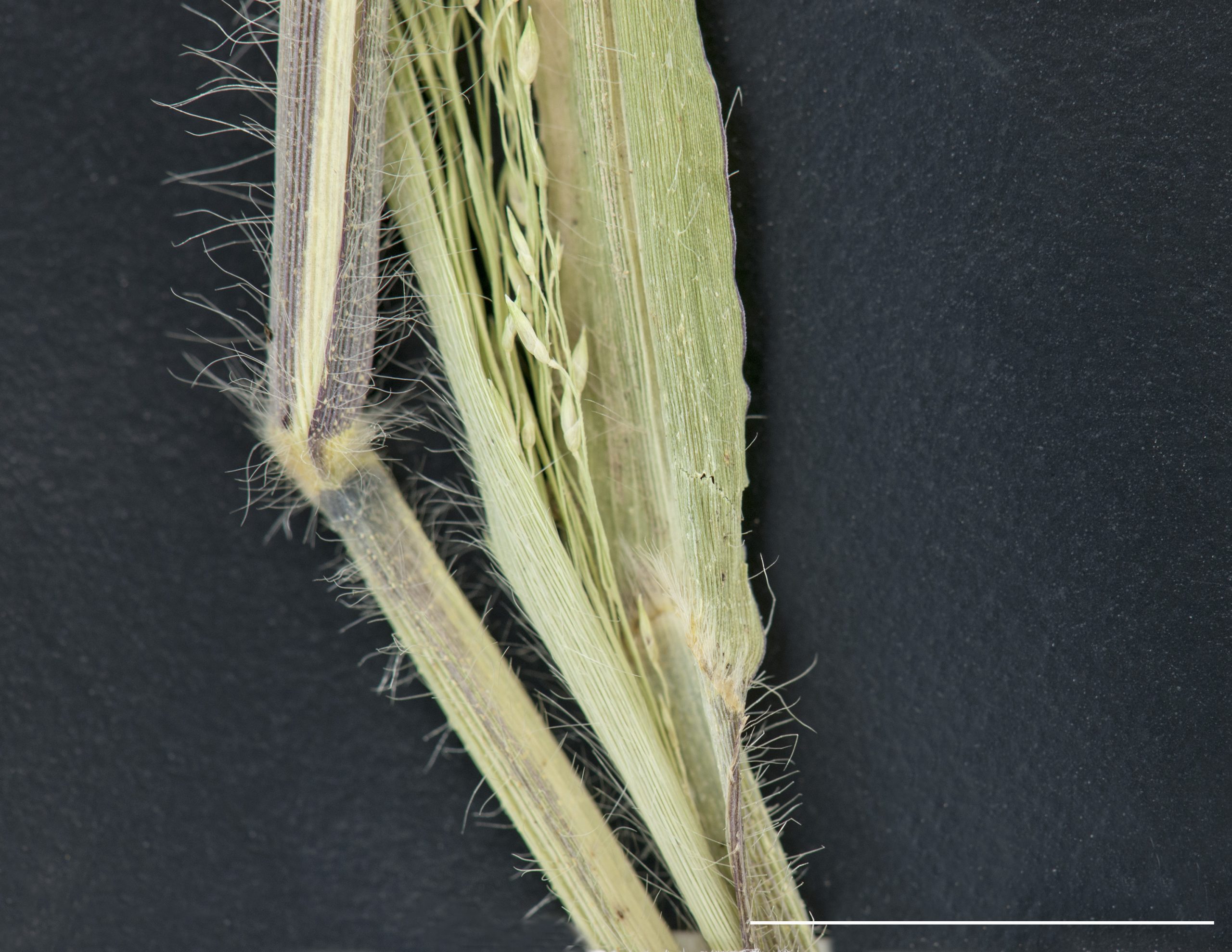 Ligule ciliée, limbe pubescent