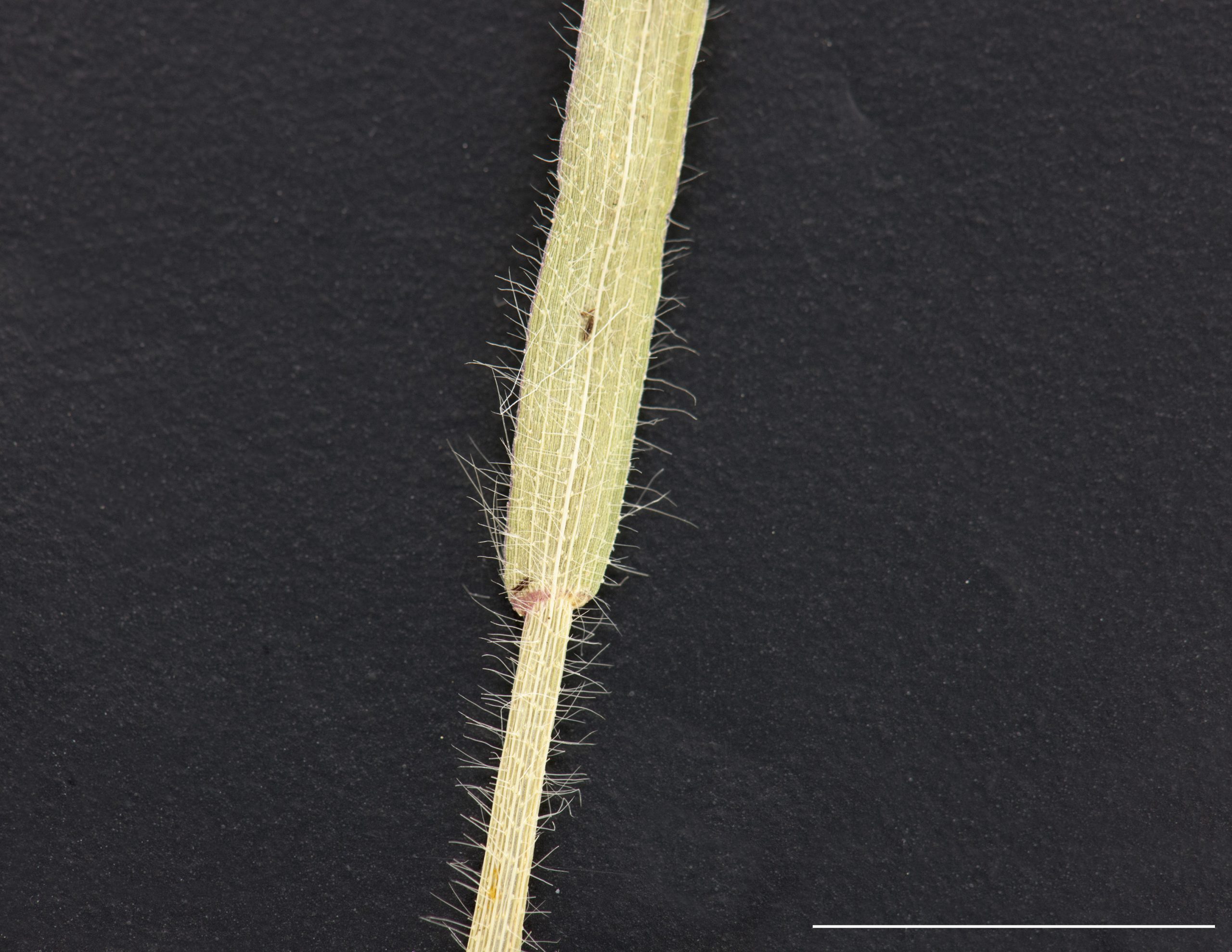 Gaine et limbe pubescent