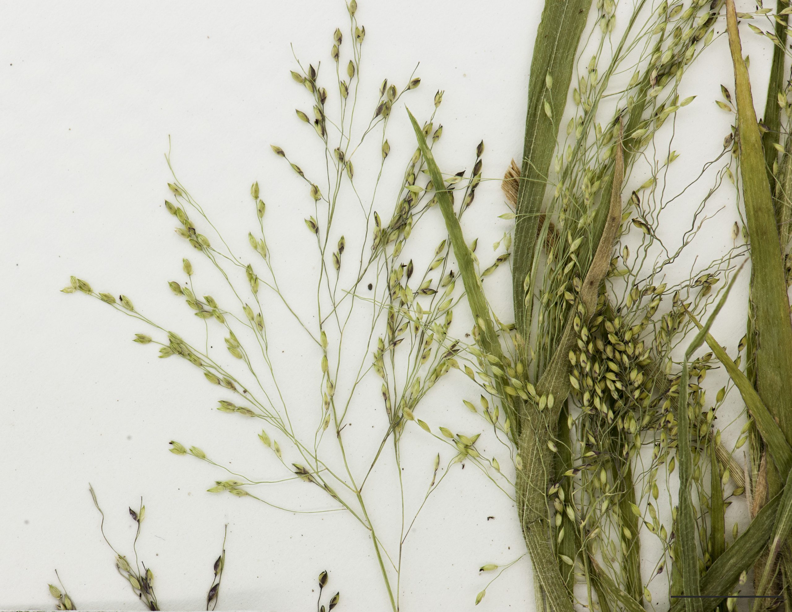 Branches de l'inflorescence et épillets