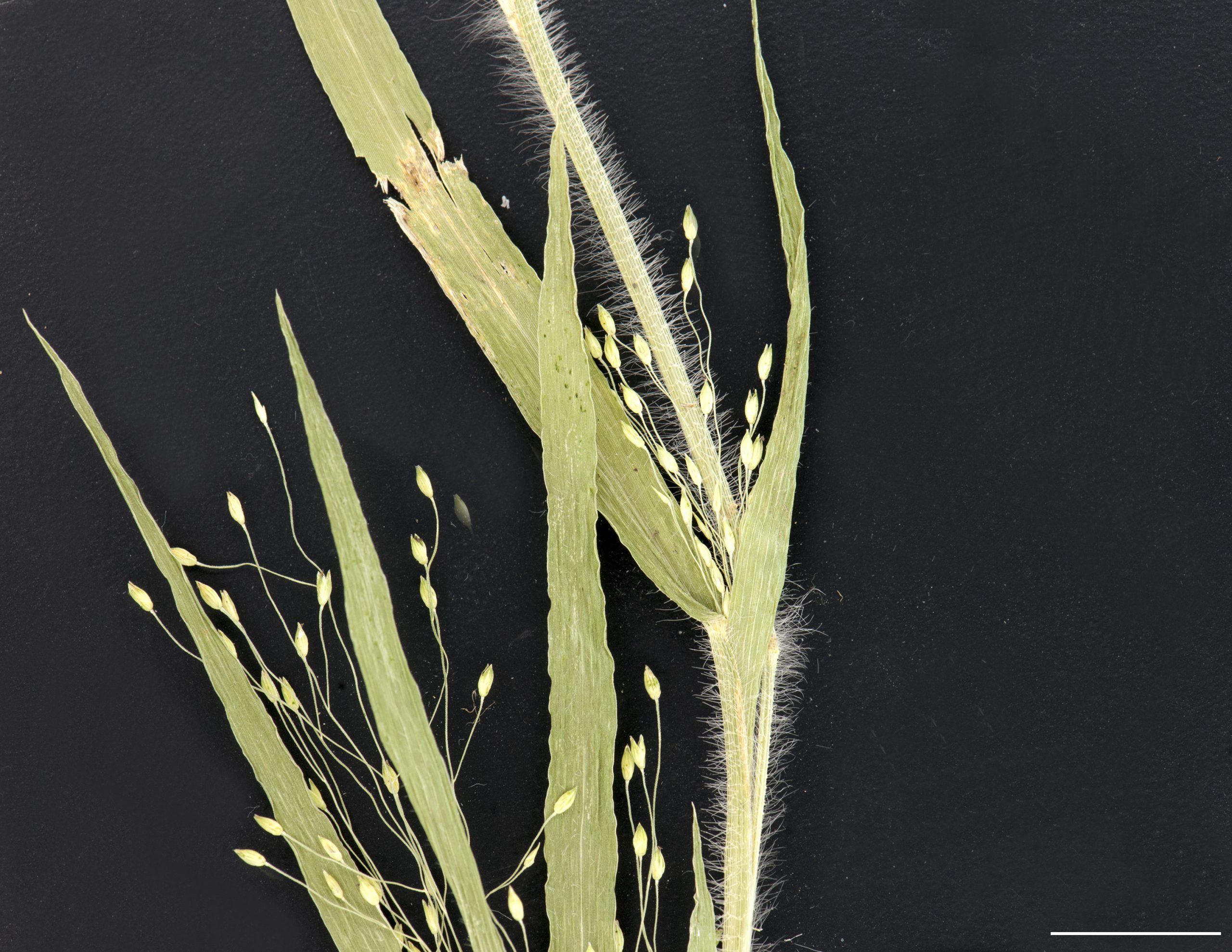 Gaines et limbes pubescents