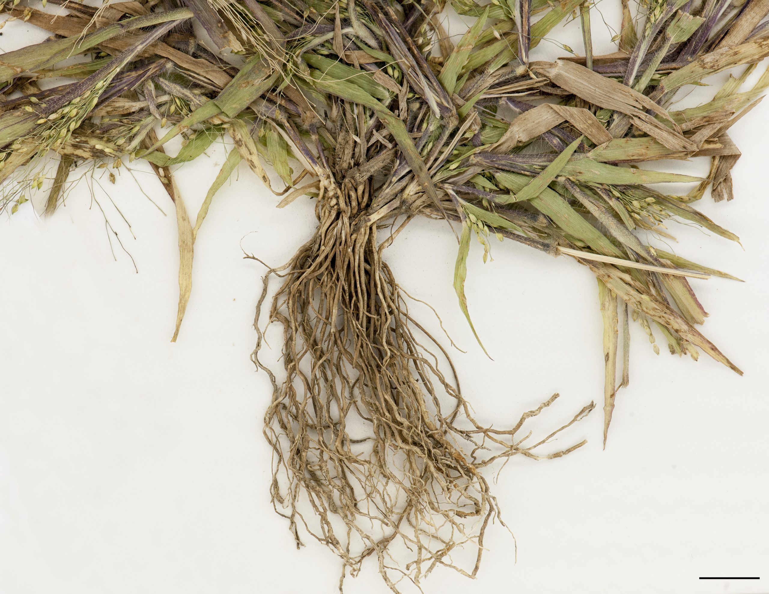 Racines fasciculées