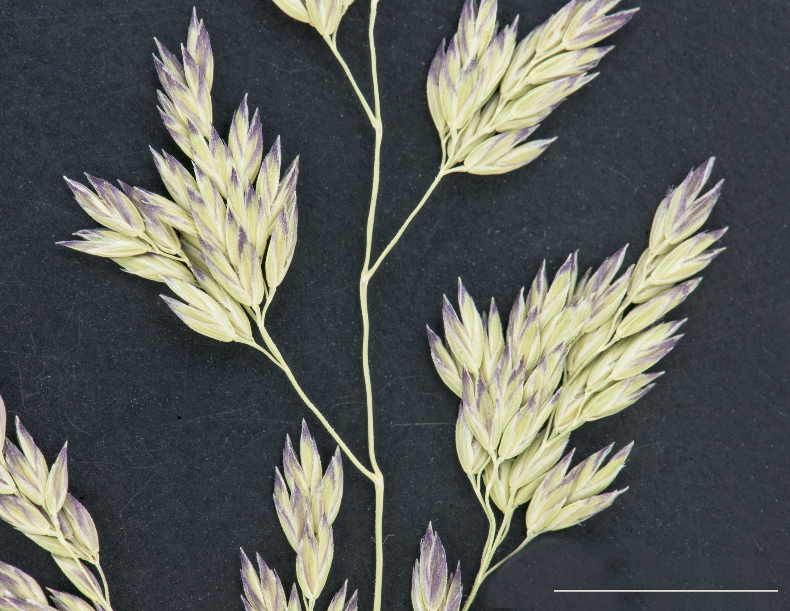 Épillets plurilores