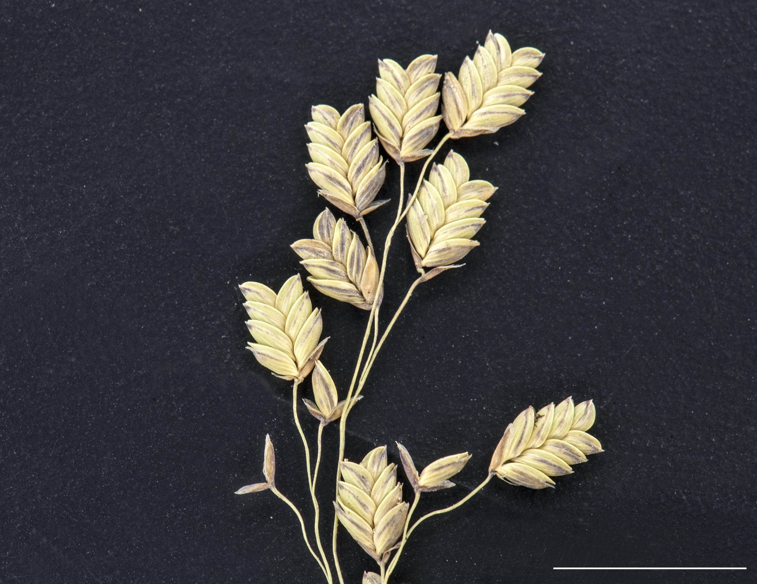 Épillets pluriflores