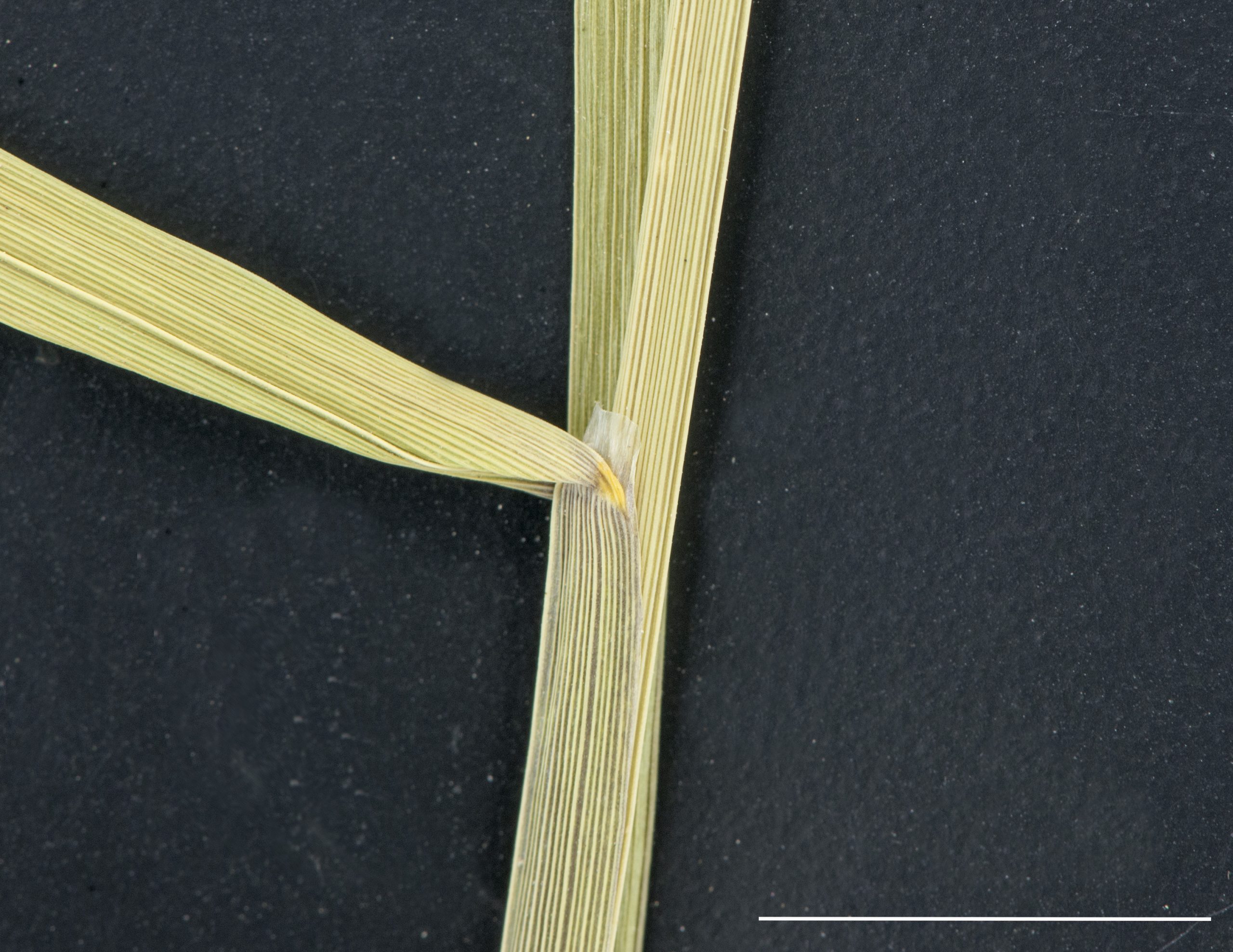 Ligule membraneuse, gaine et limbe glabre