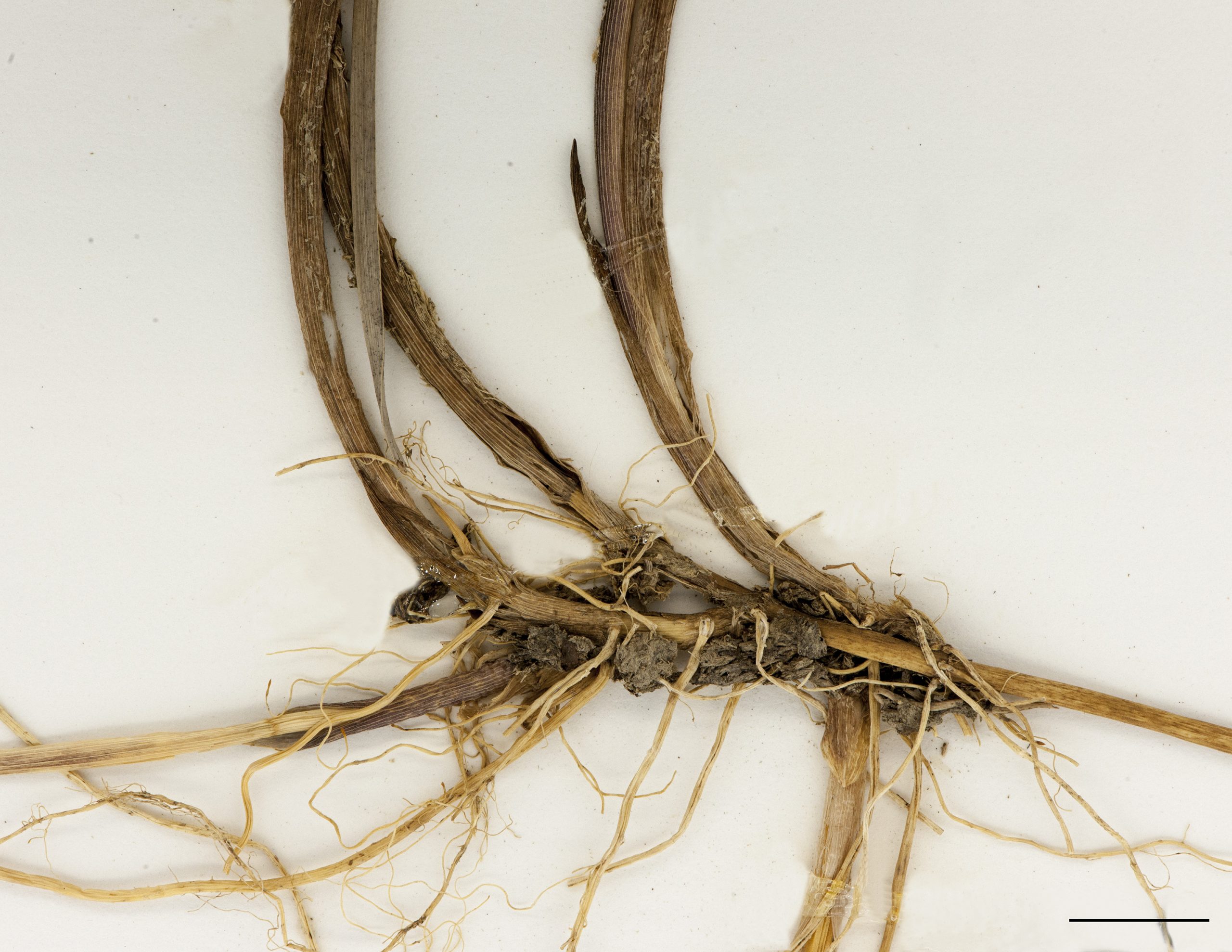 Plante produissant de longs rhizomes