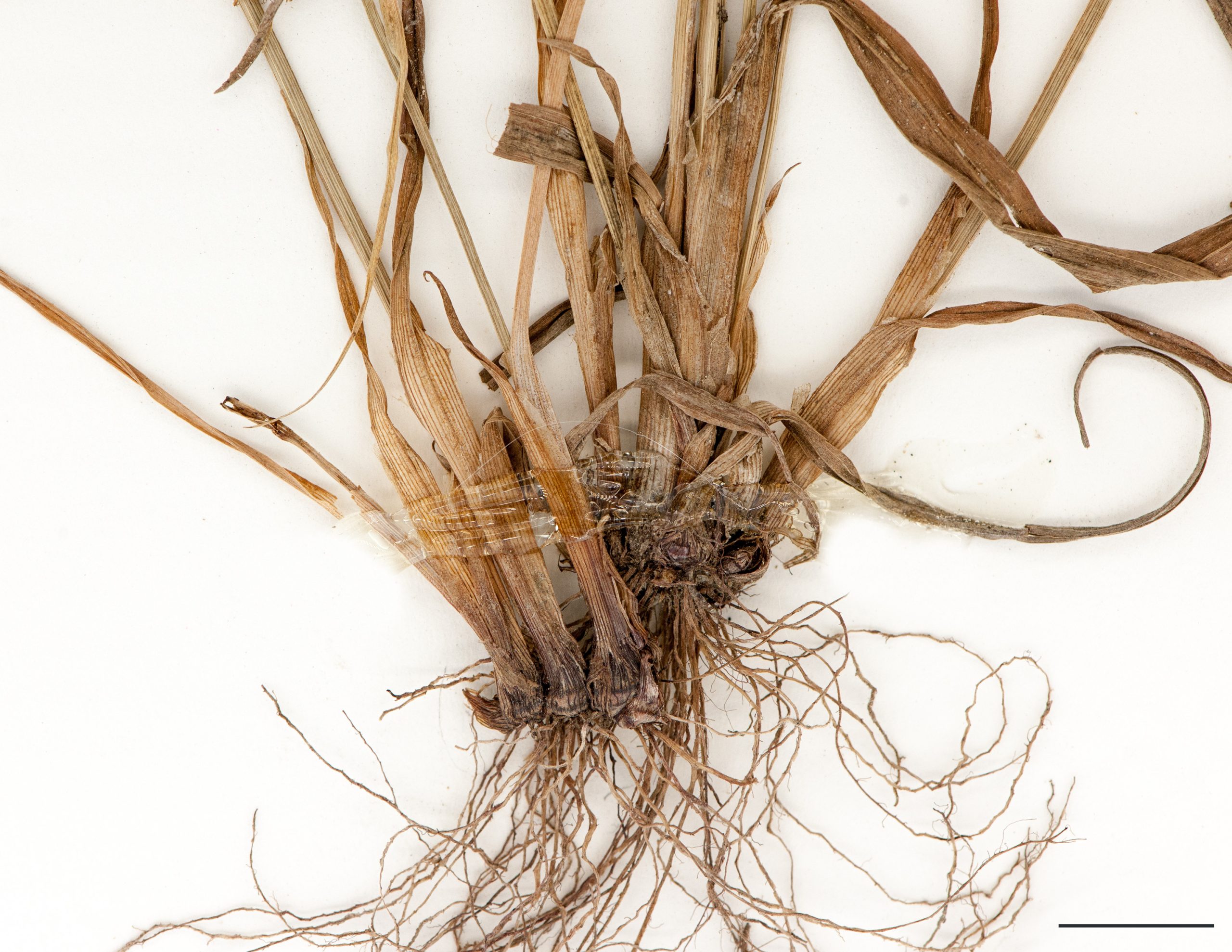 Base bulbeuse des tiges et racines