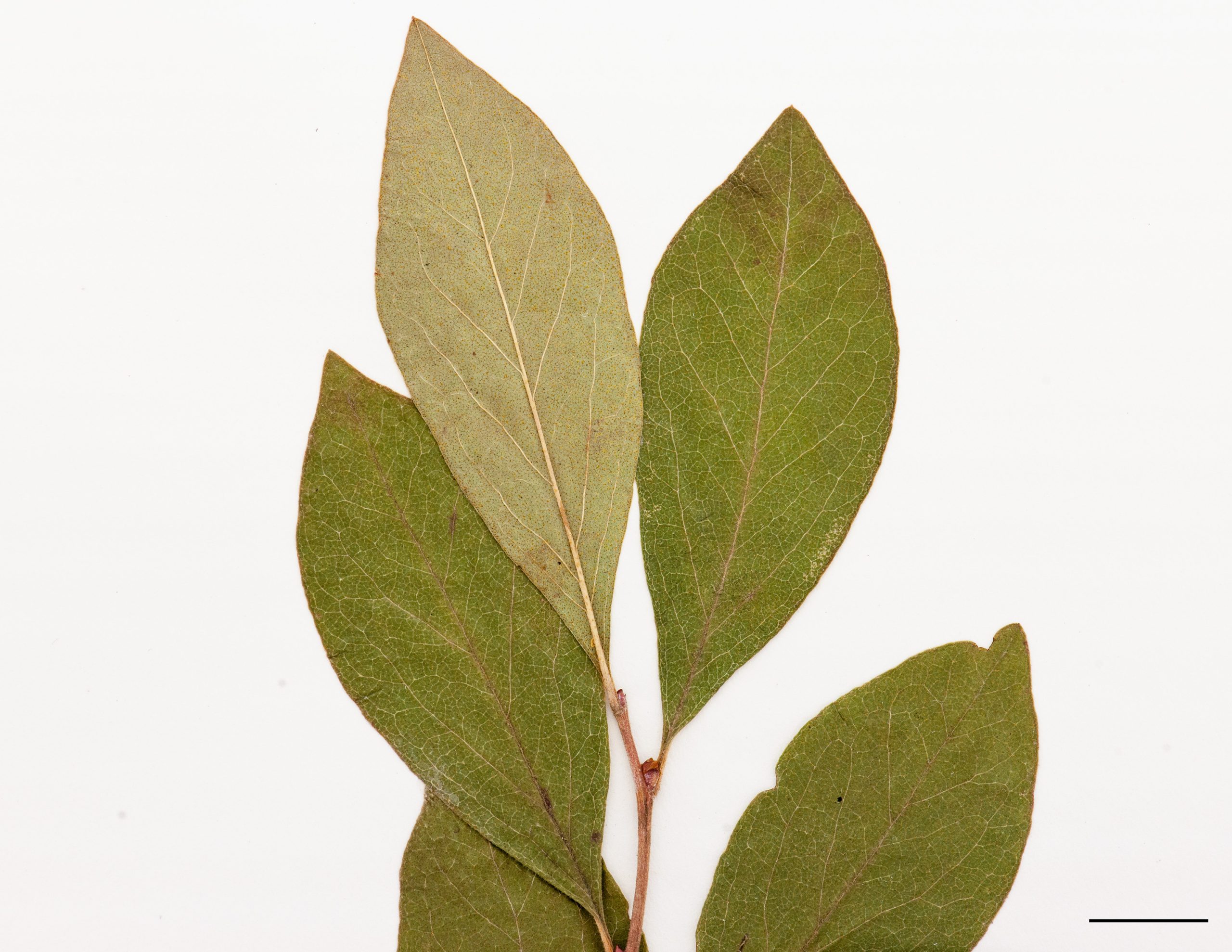 Feuilles ovales, aiguës aux deux extrémités