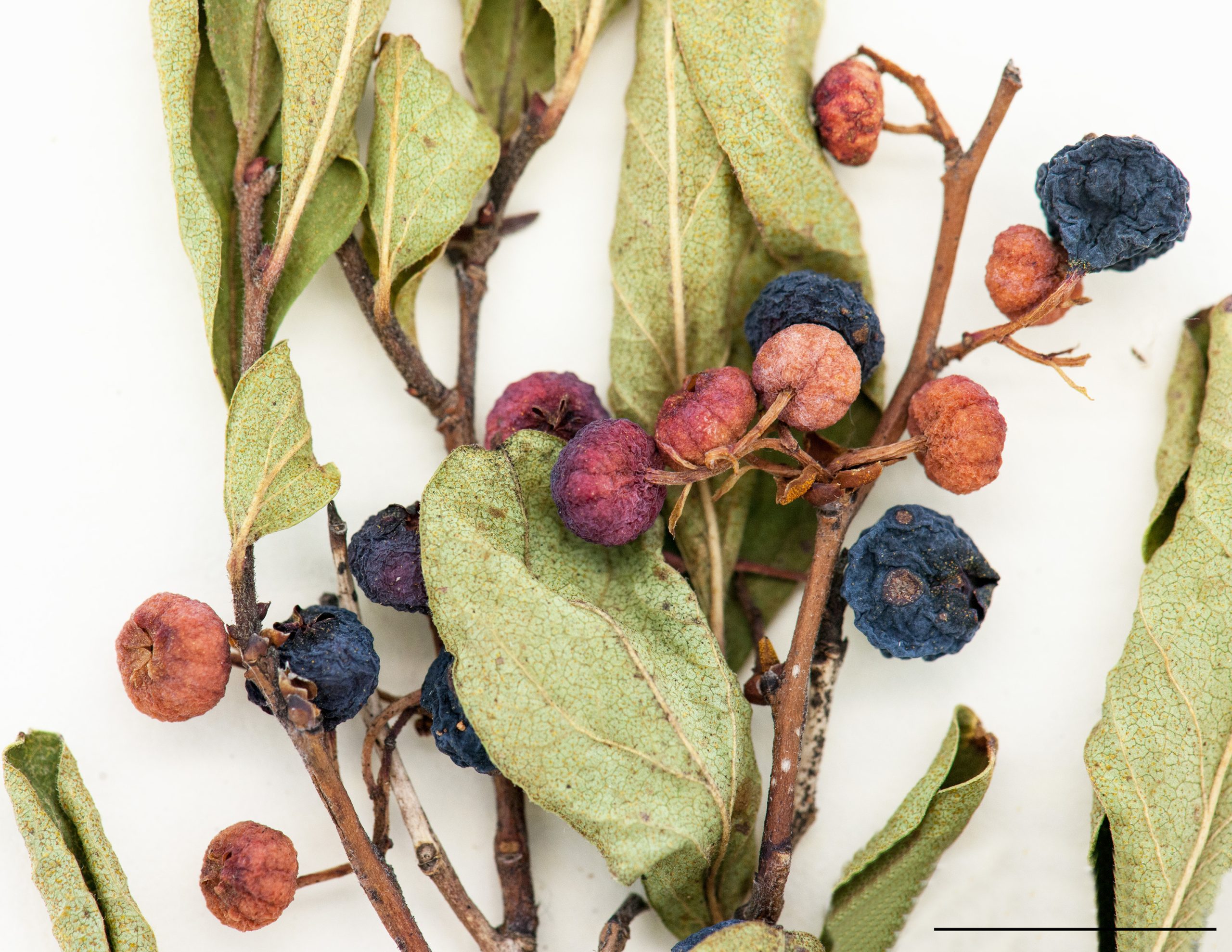Fruit globuleux, foncée devenant noir