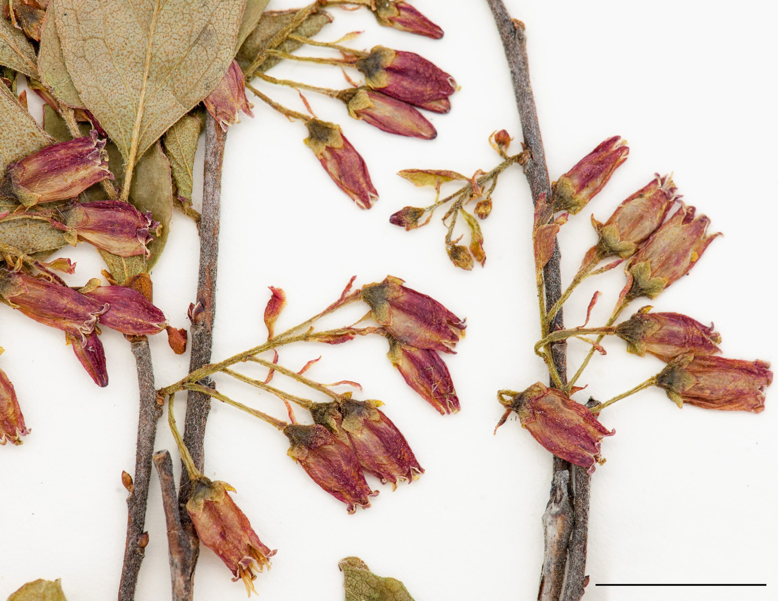 Fleurs disposées en grappe