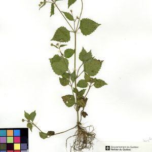 Galinsoga cilié