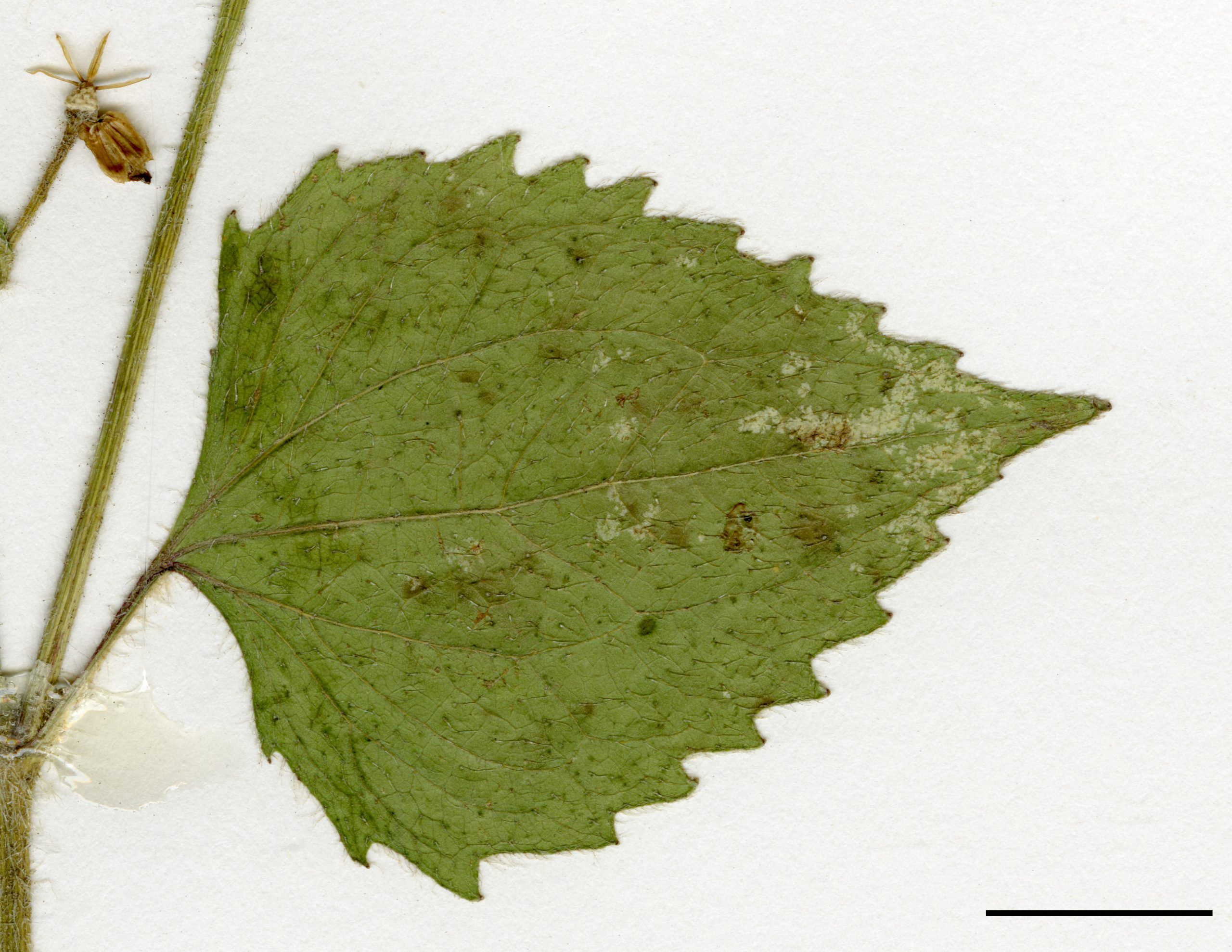 Feuilles de la tige largement ovées, munies de grosses dents et pubescentes.