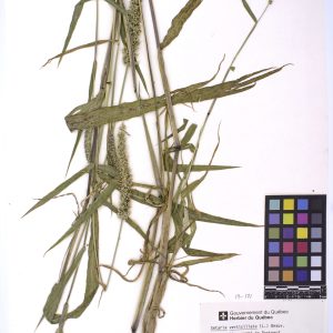Sétaire verticillée