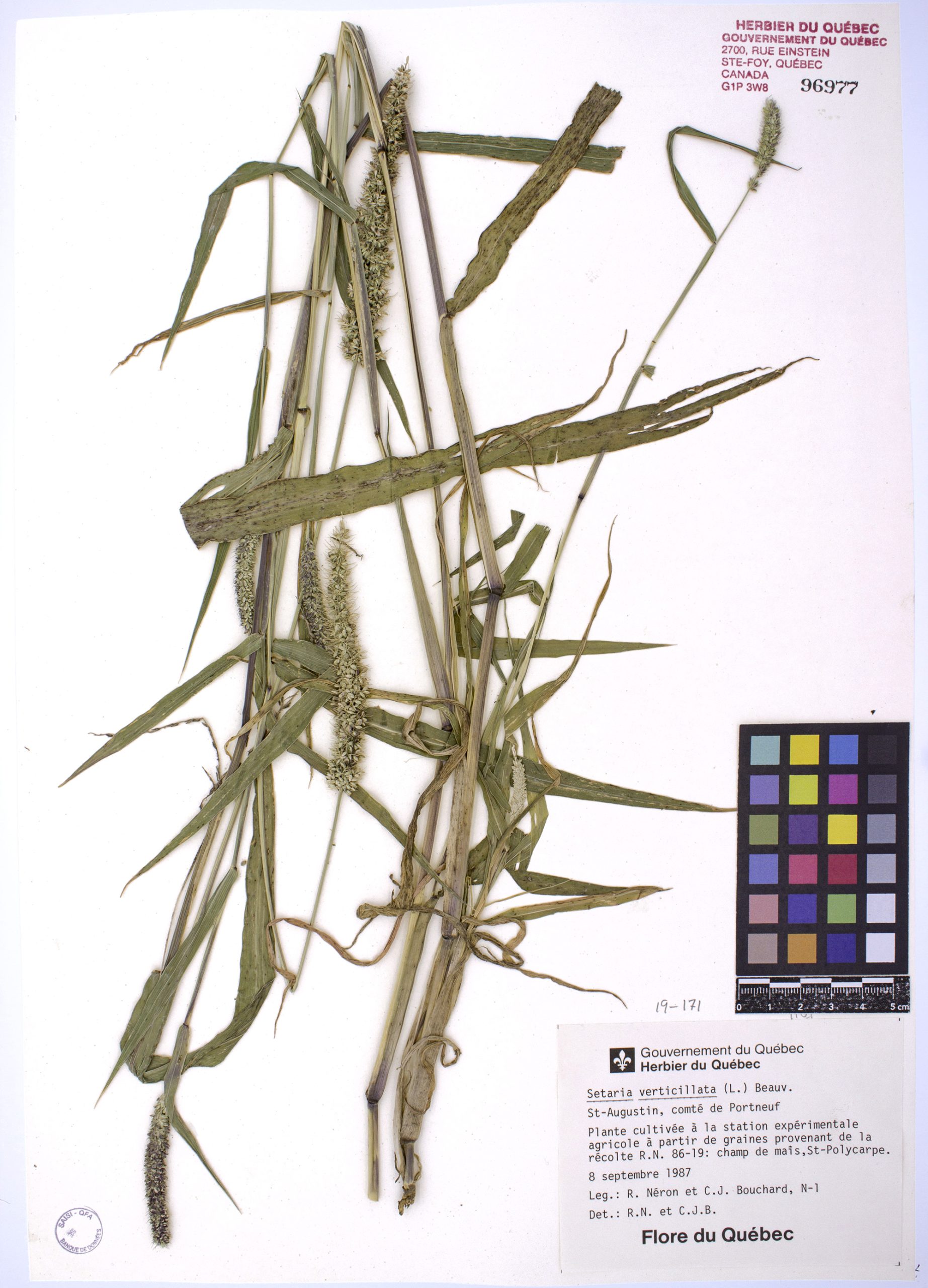 Sétaire verticillée