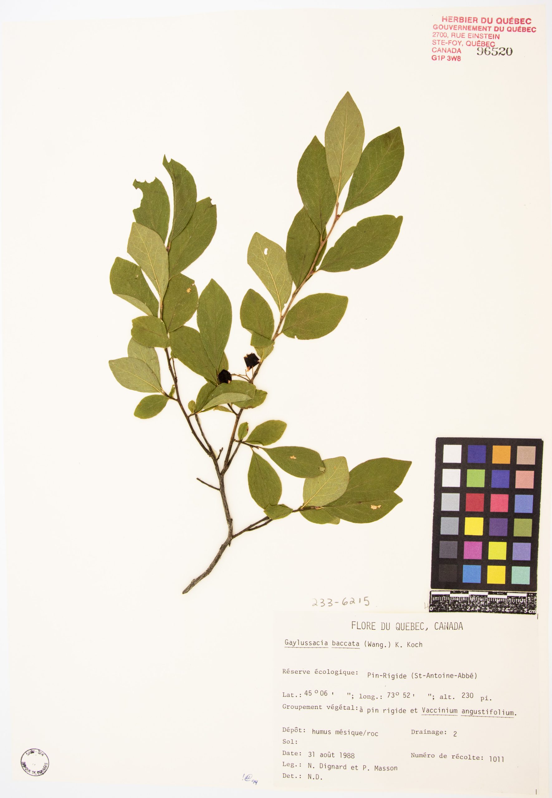 Gaylussaquier à fruits bacciformes