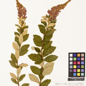 Spirée tomenteuse