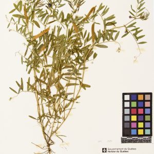 Vesce cultivée