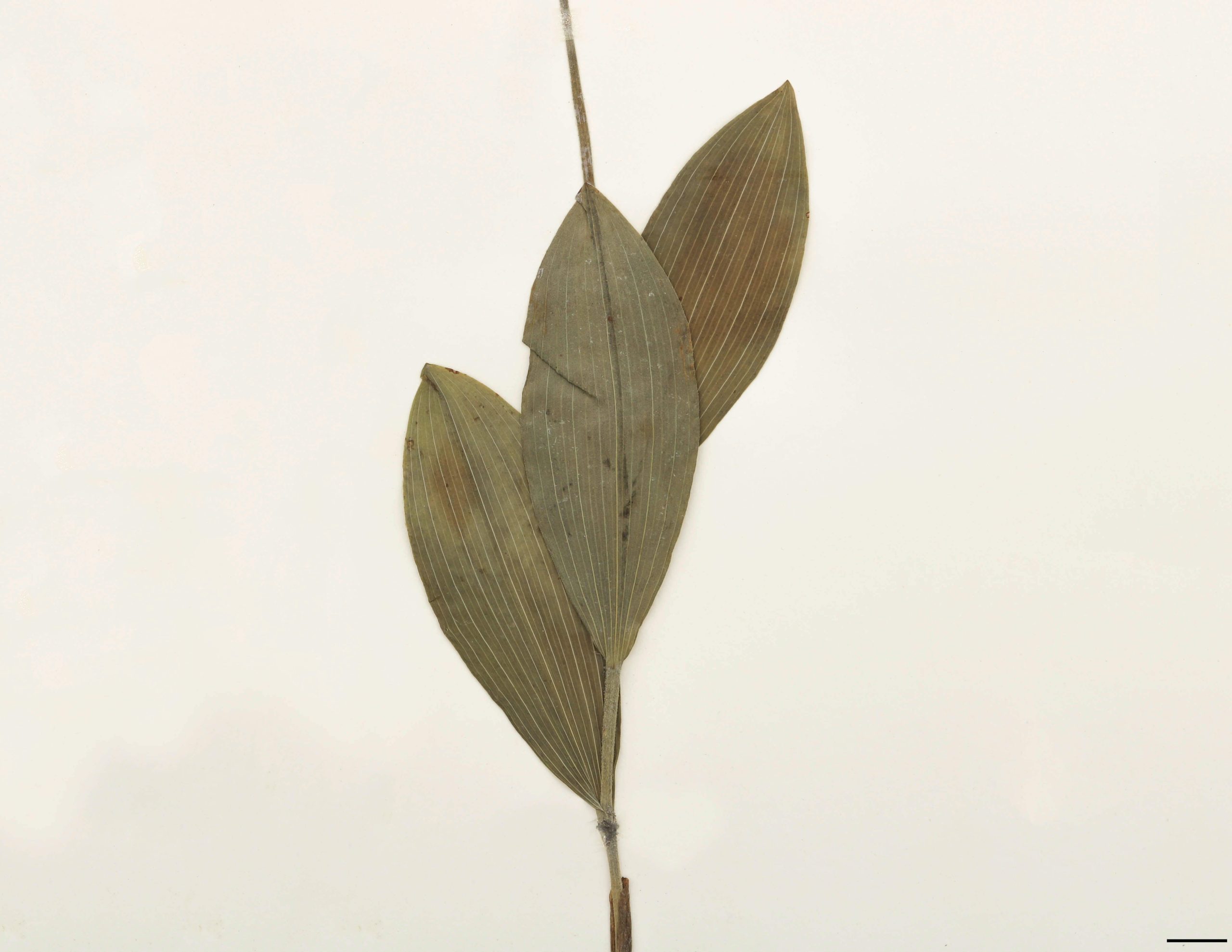 Feuilles simples, entières, elliptiques à étroitement ovées, glabres ou presque, finement ciliées à la marge, vert foncé légèrement bleuté.